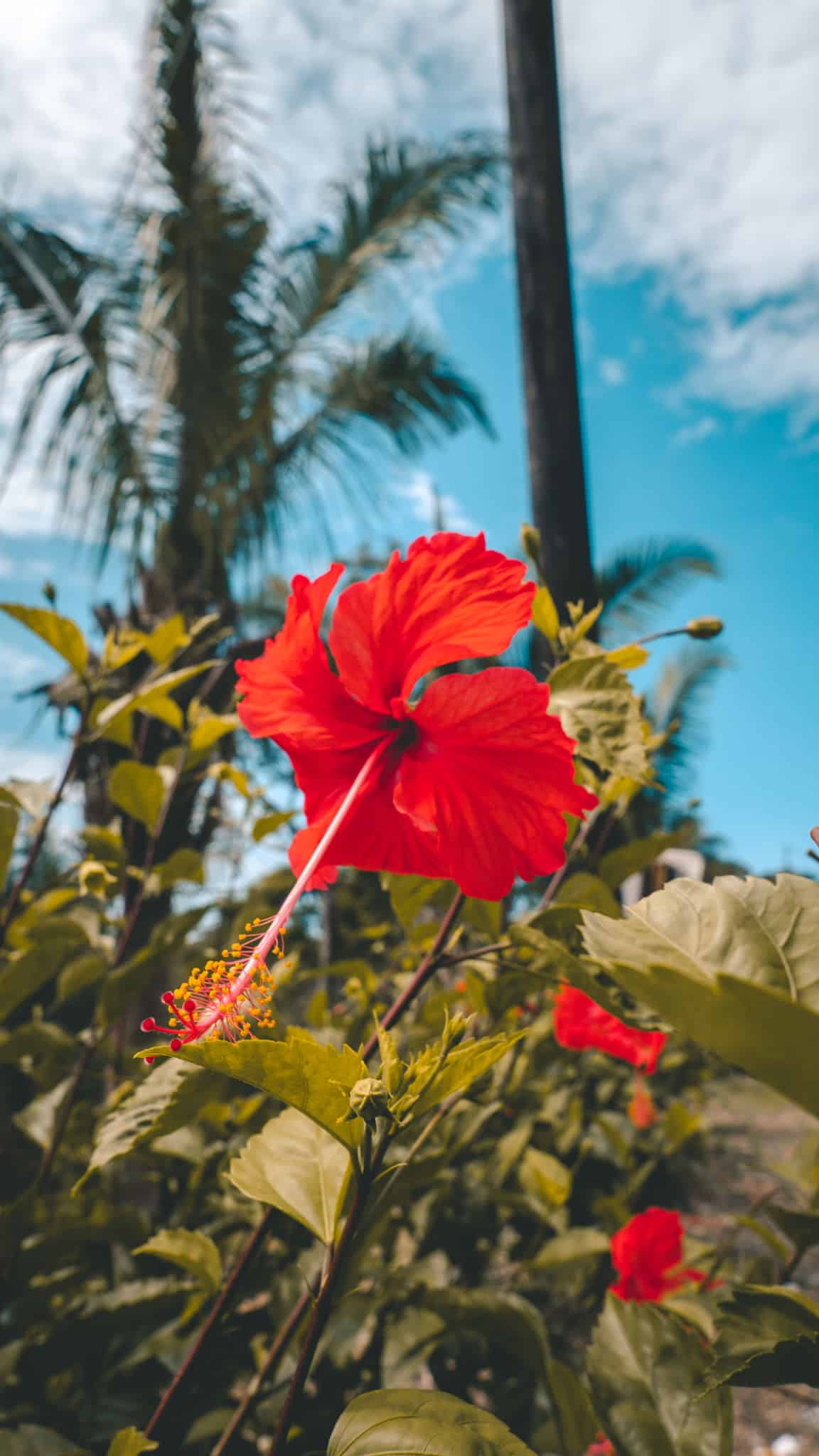 un bel hibiscus