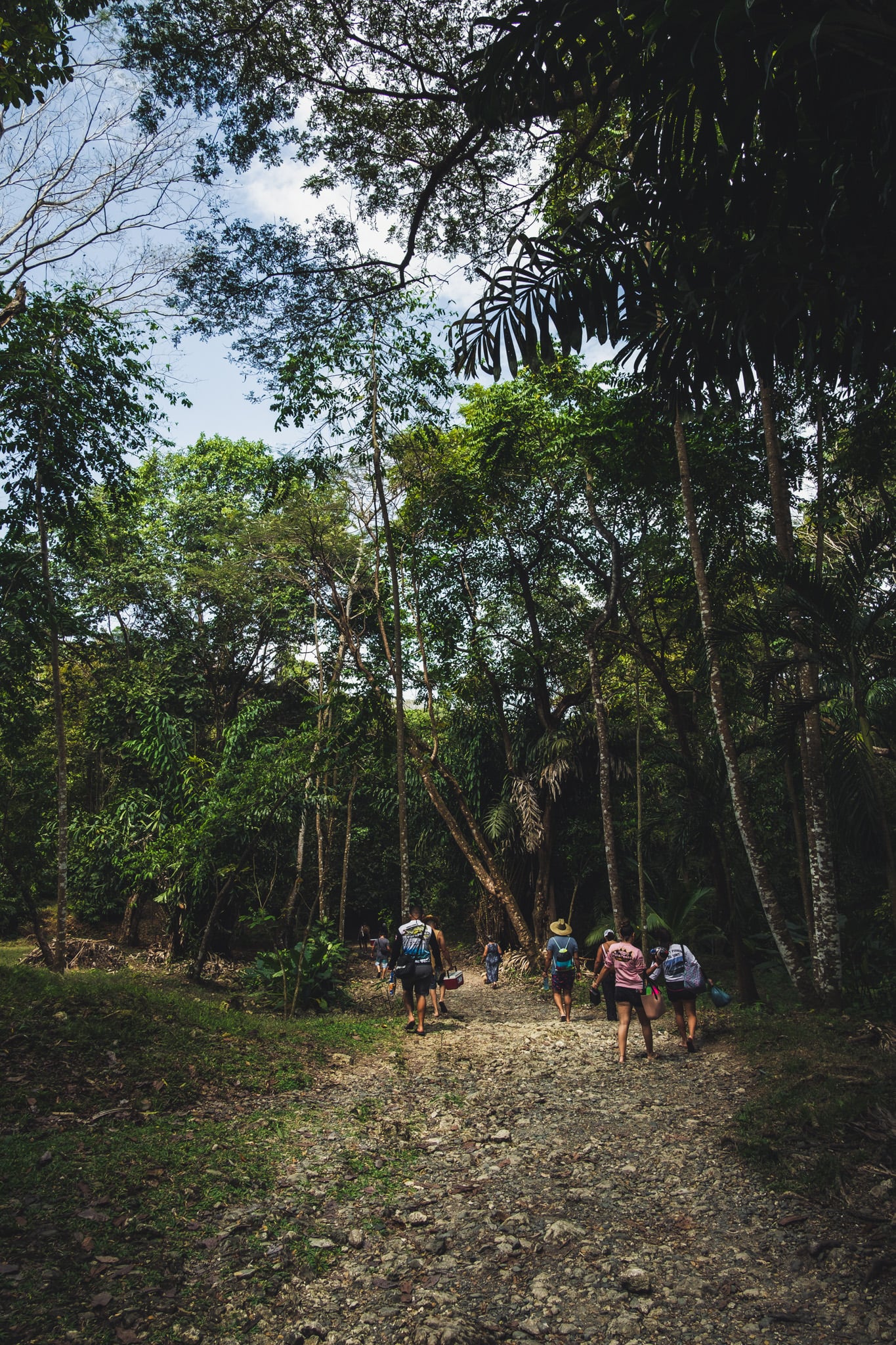 de la jungle avant la plage