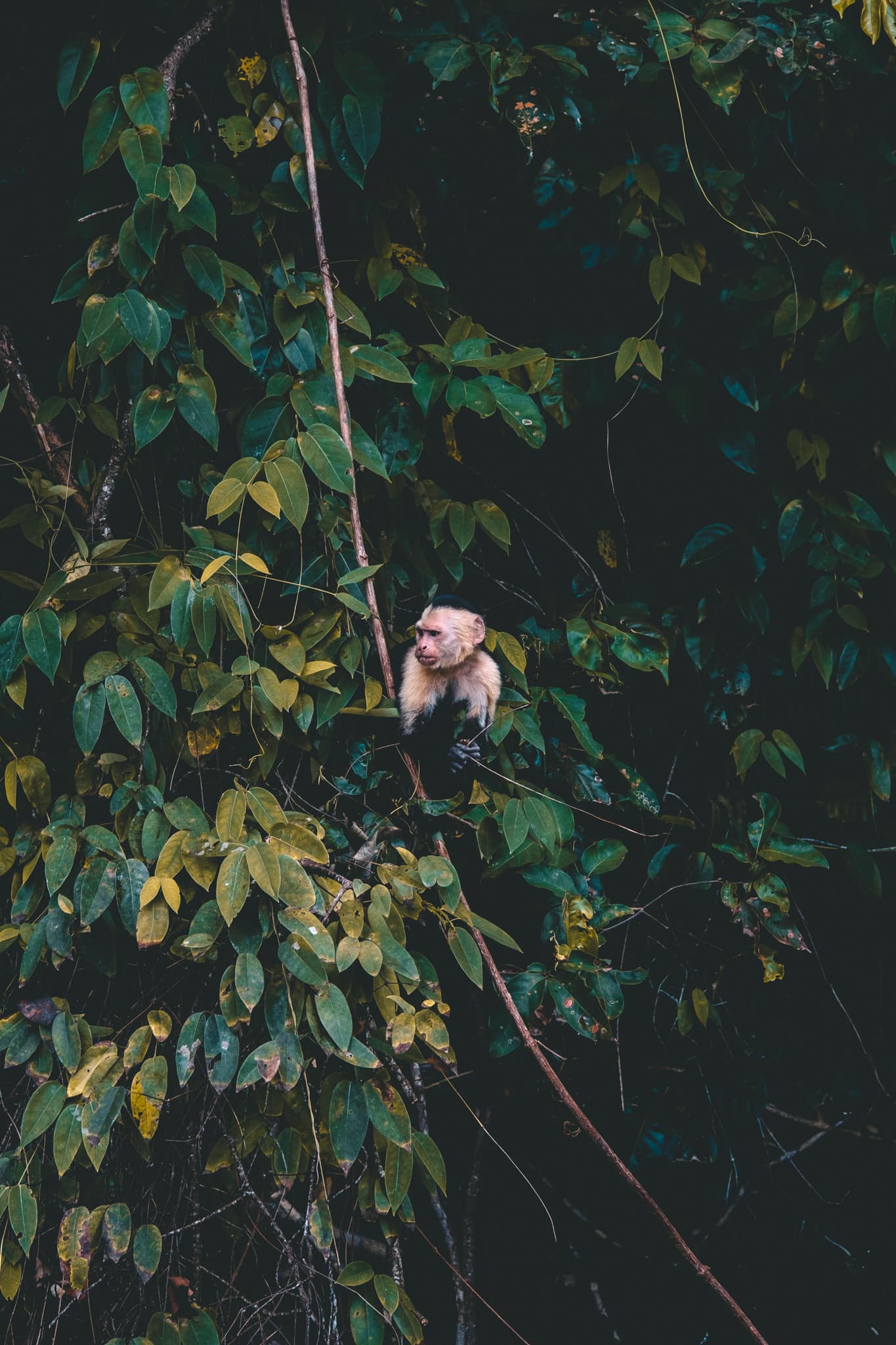 un nouveau singe capucin