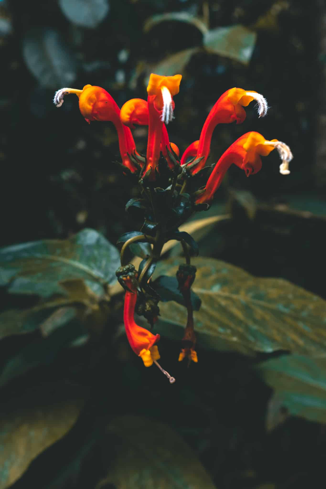 Jolie fleur sur le chemin, Rio Celeste, La Fortuna, Costa Rica