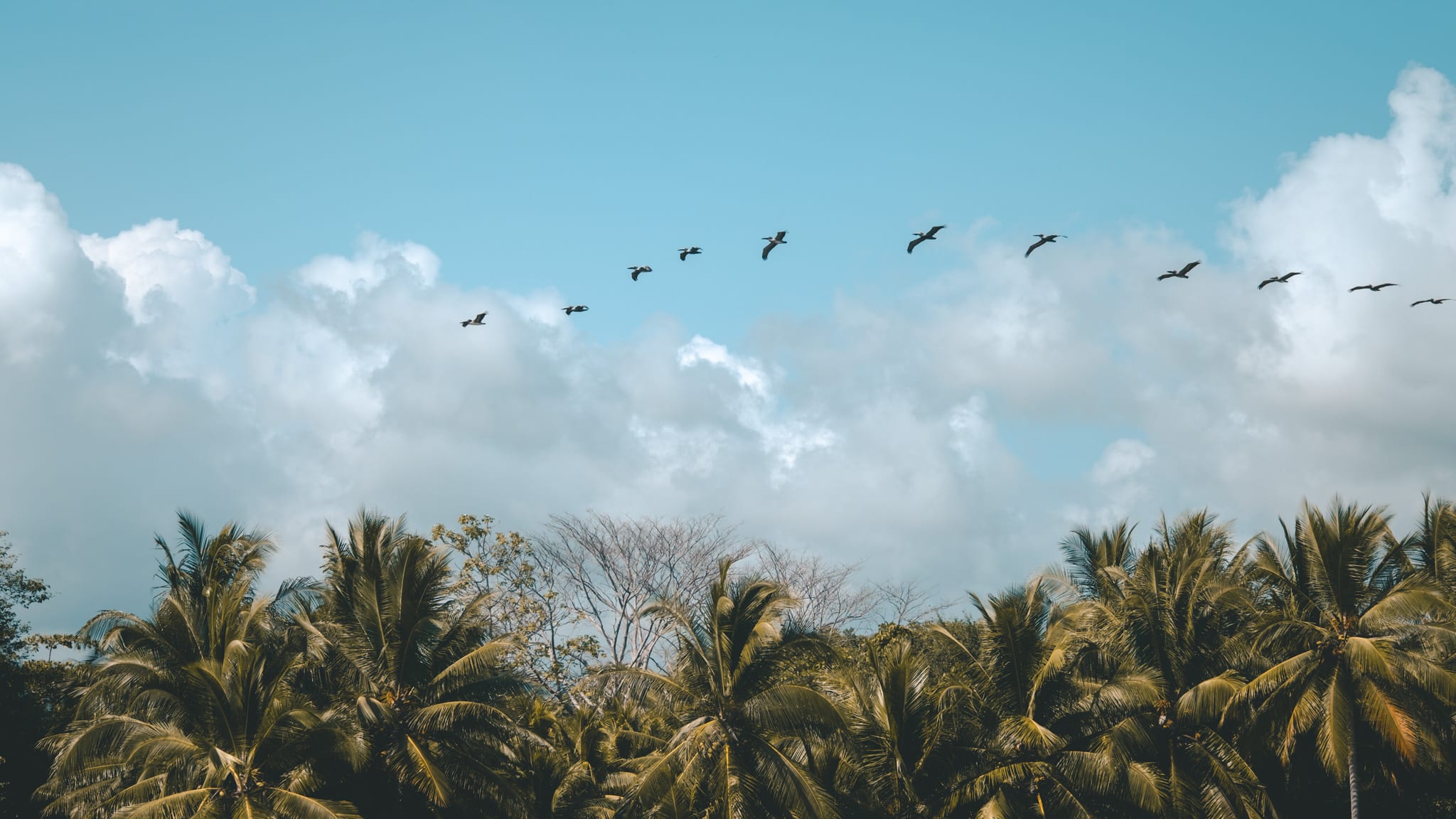 Migration des pellicans, Uvita