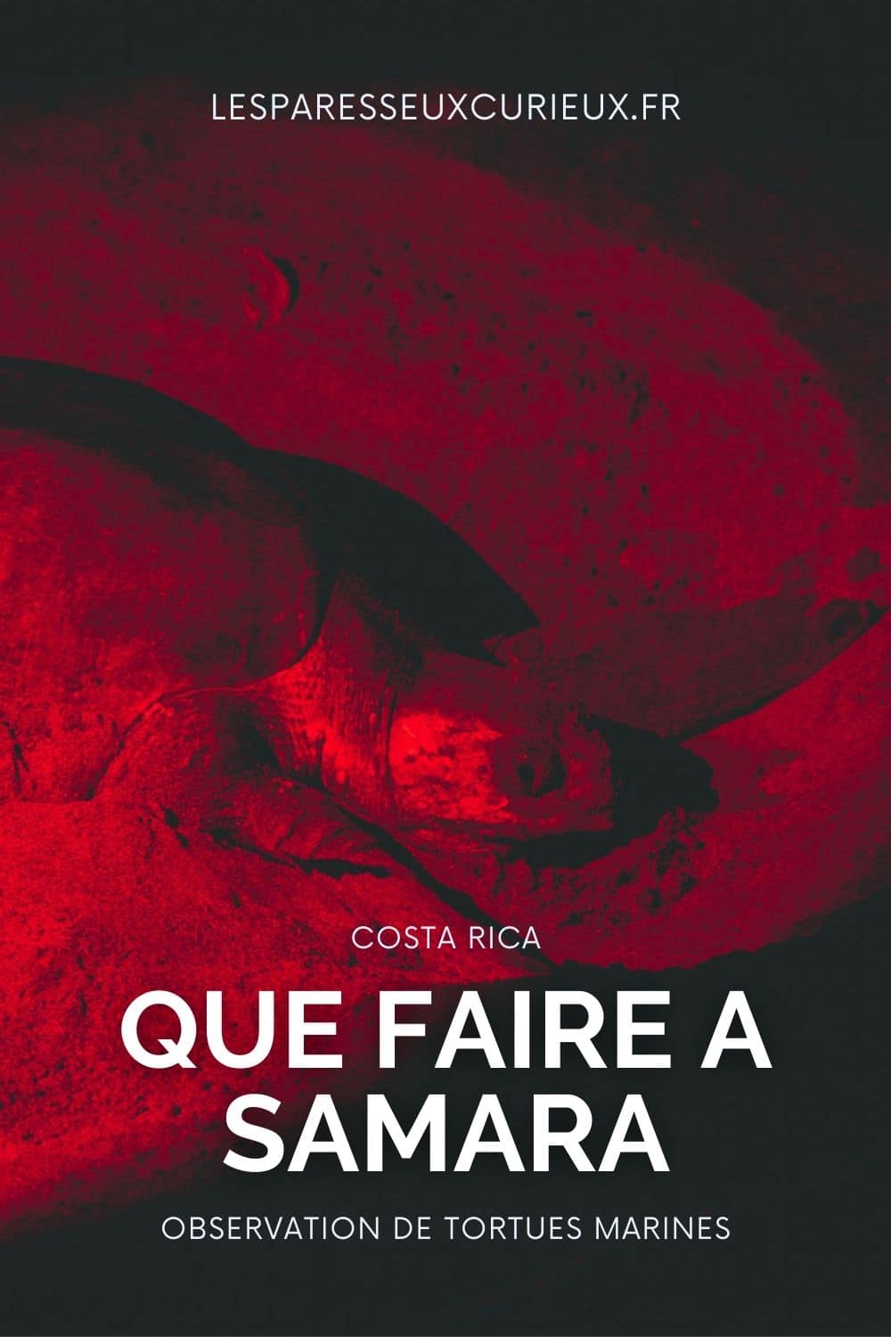 tortues à samara au costa rica