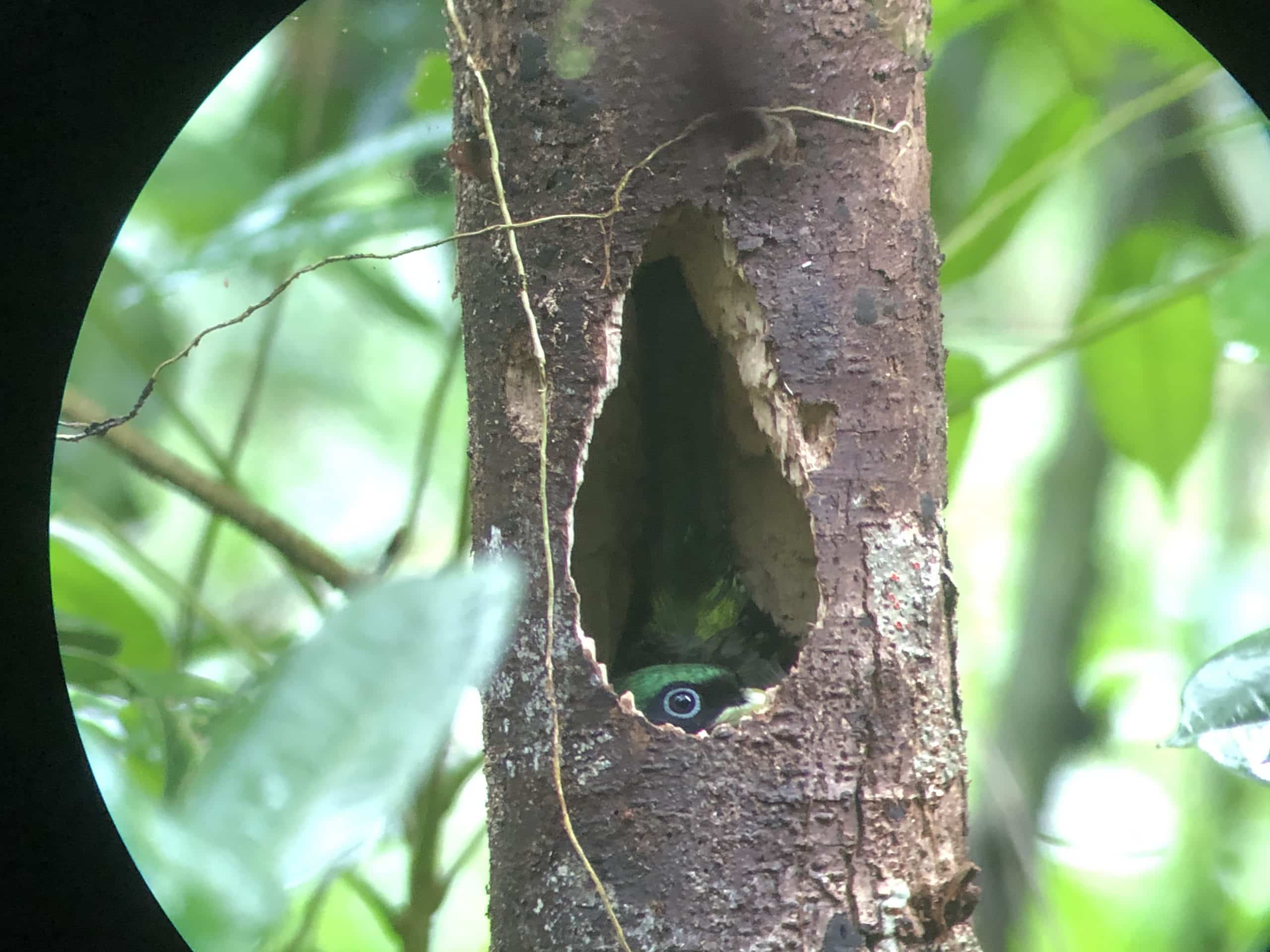 Un petit oiseau caché