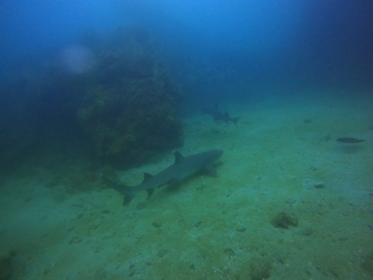 Des requins pointés blanches