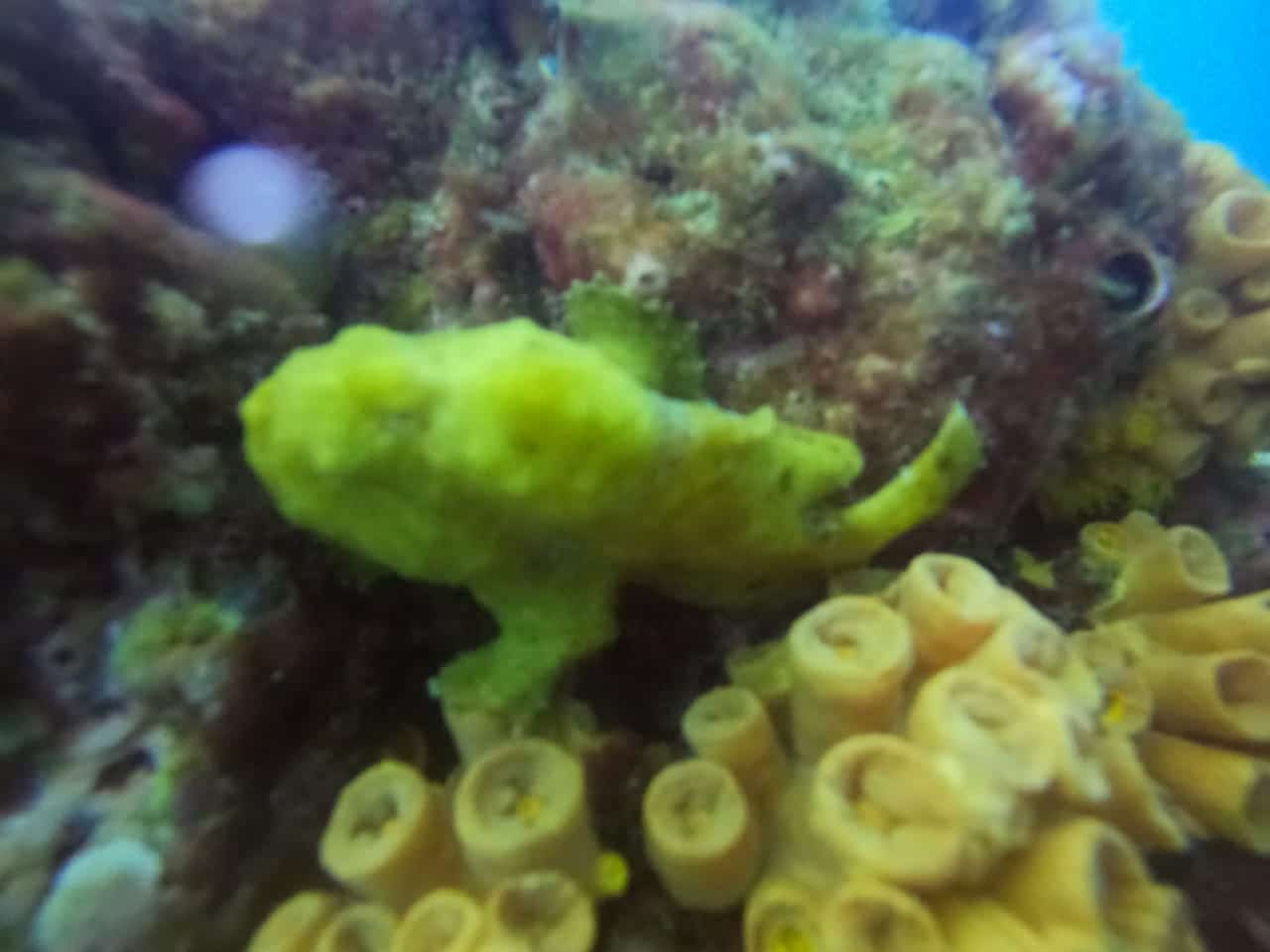 Poisson bizarre à Isla de cano