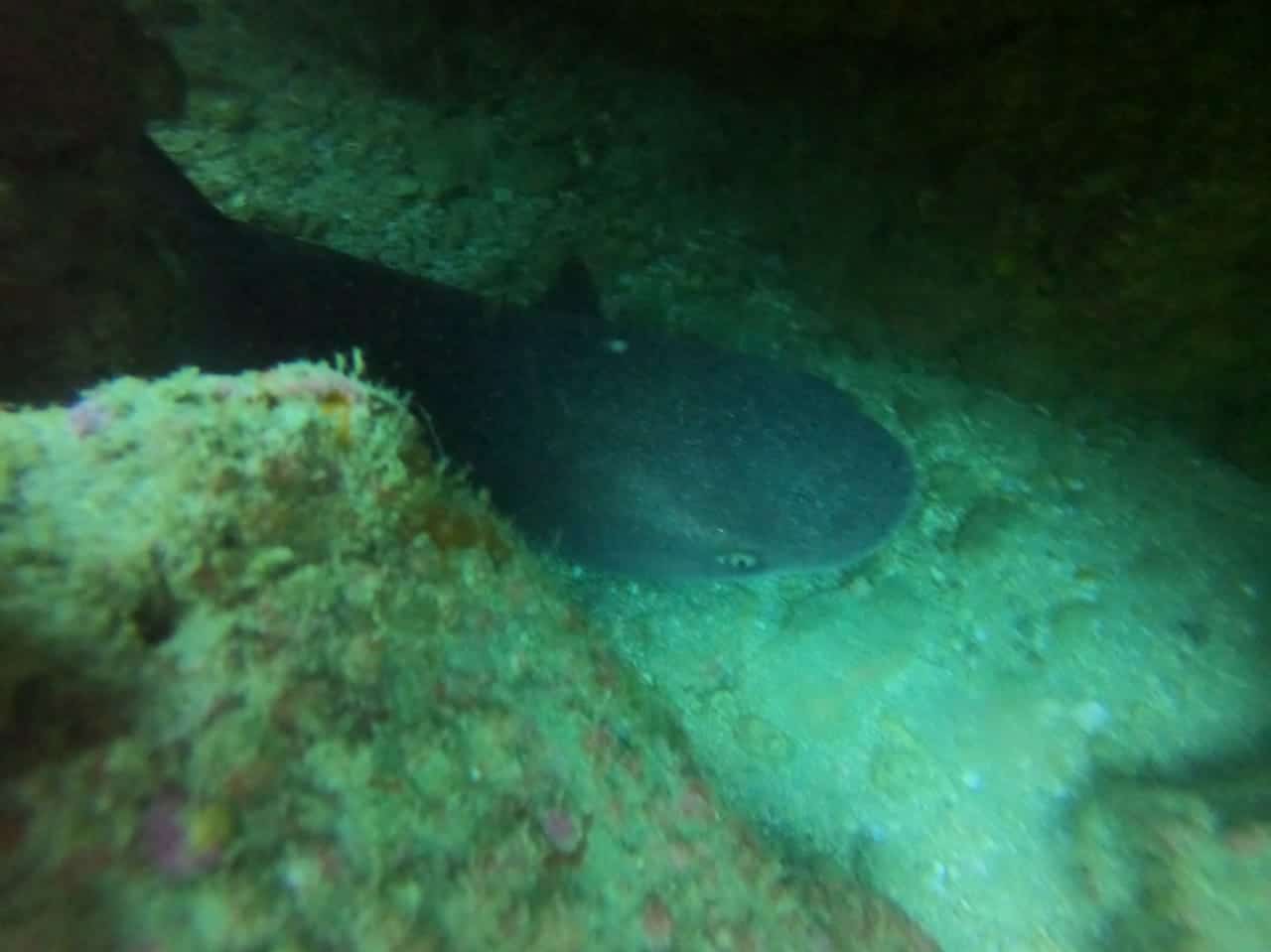 Requin gris de récif