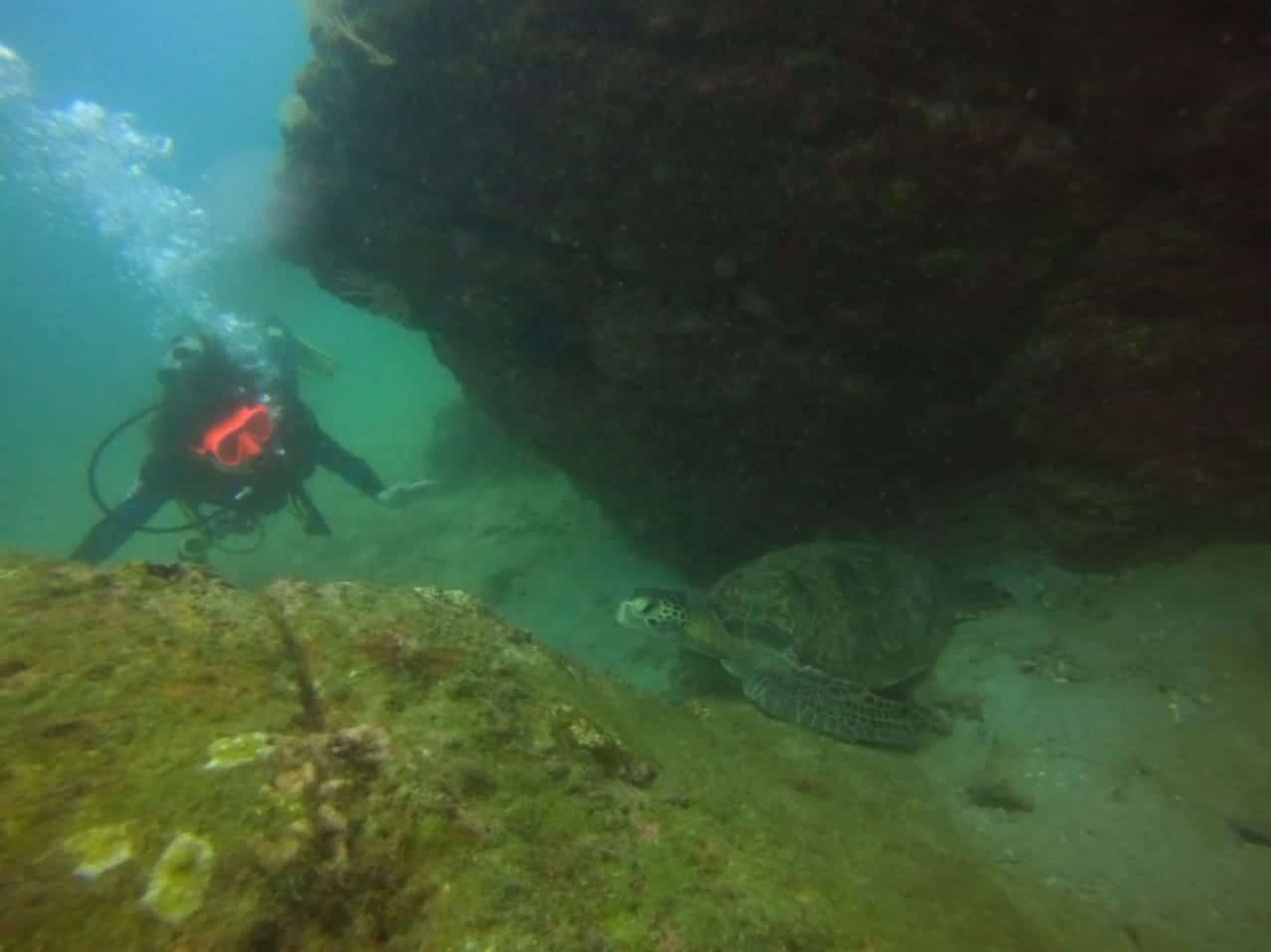 Mimi et une tortue verte