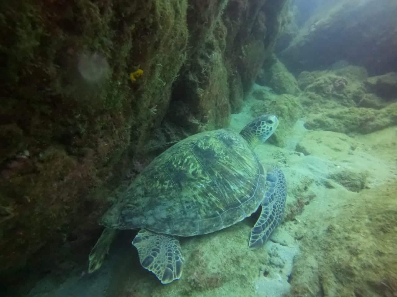 Belle tortue verte