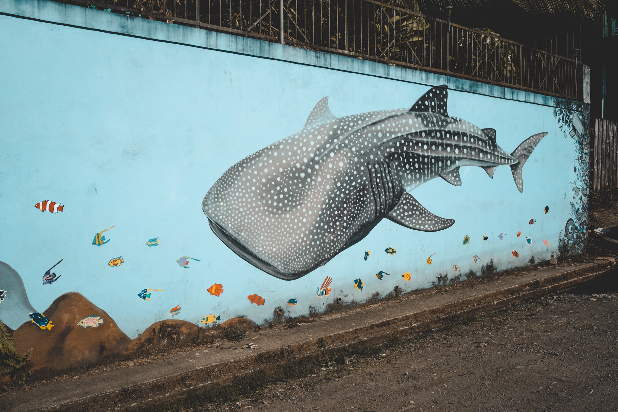 Graff requin baleine à Drake Bay, Corcovado