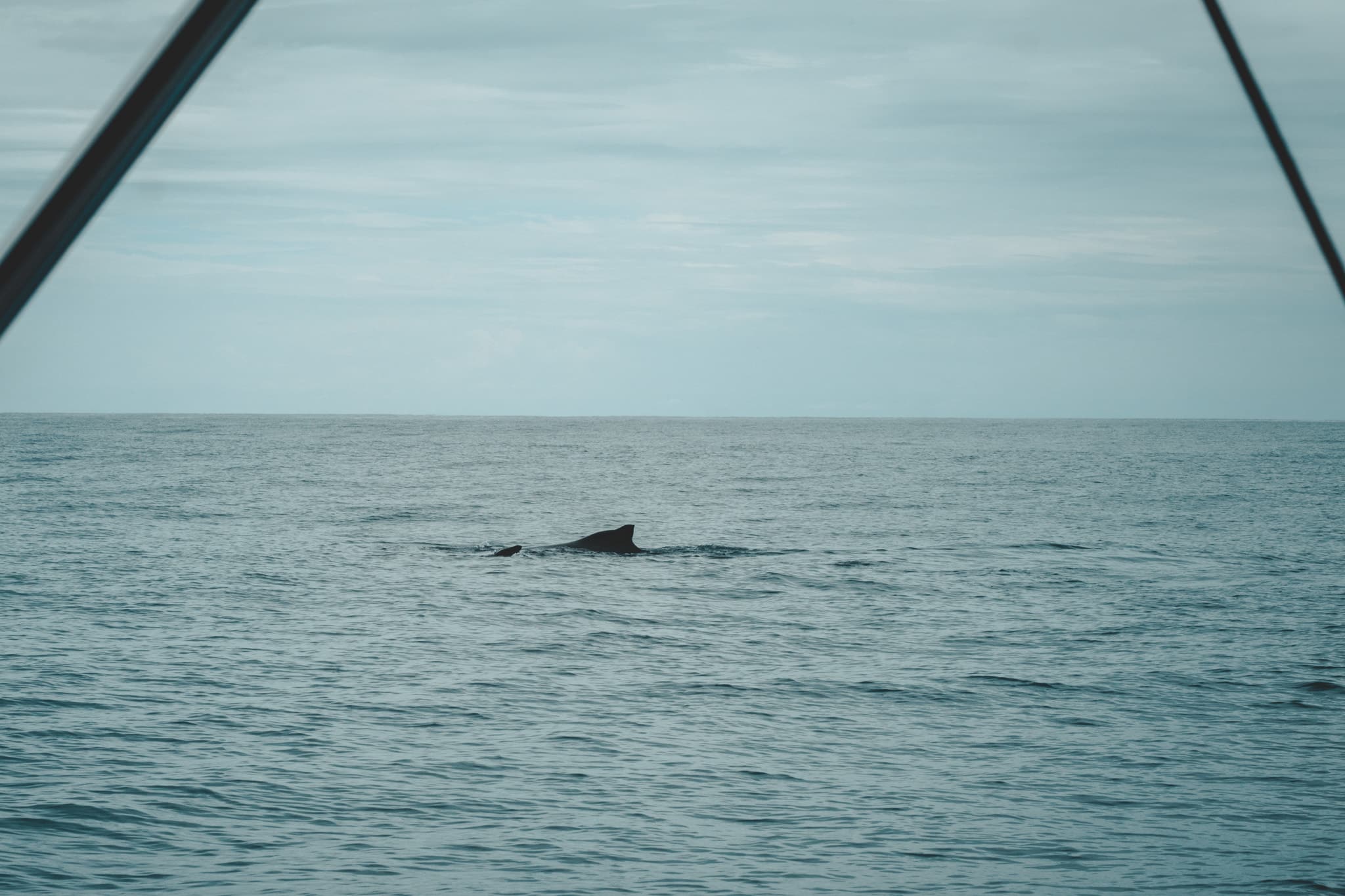 Baleine à Drake Bay