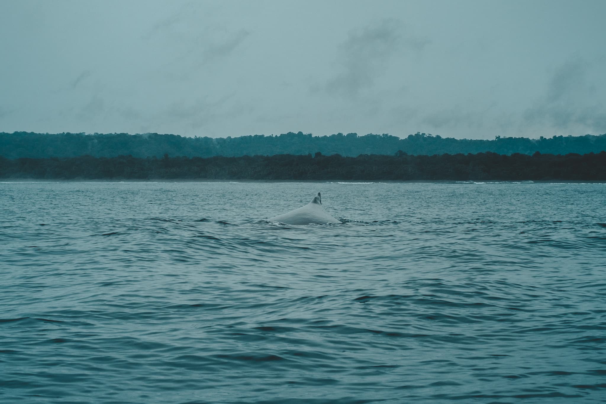 Baleine de face à Drake bay au Costa Rica