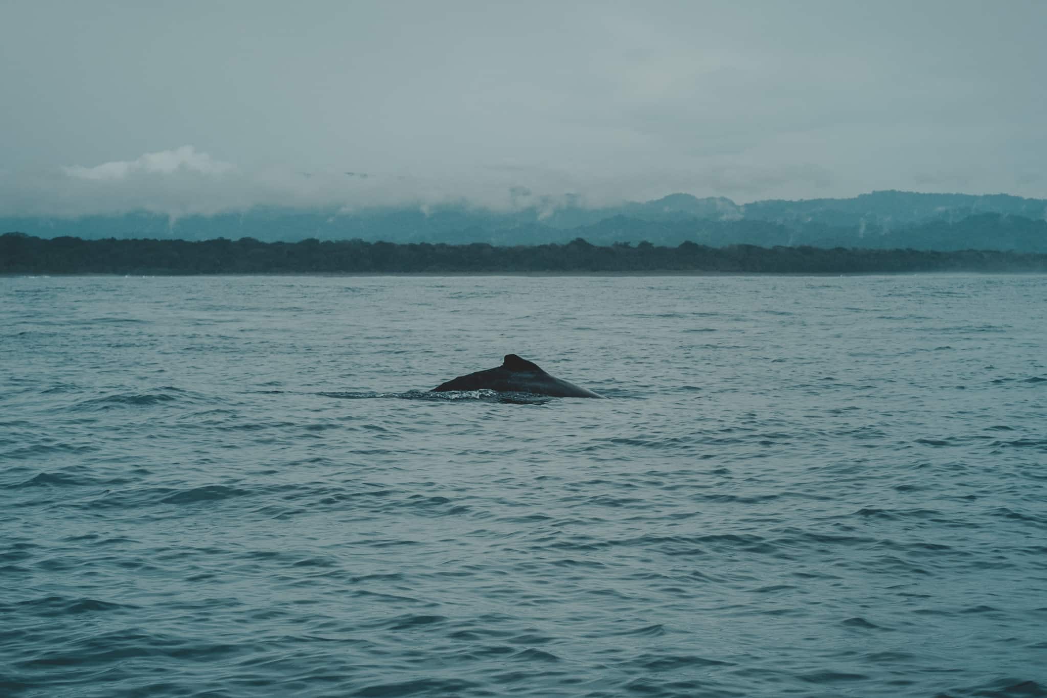 Maman et bébé baleine au Corcovado national Park