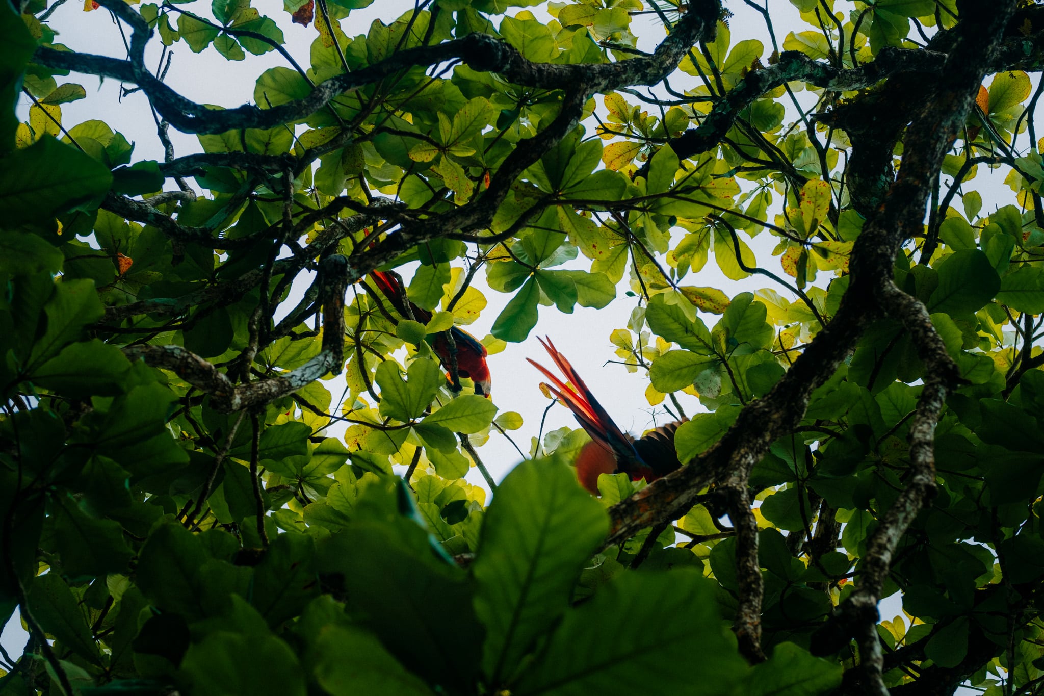 Couple de ara, Corcovado