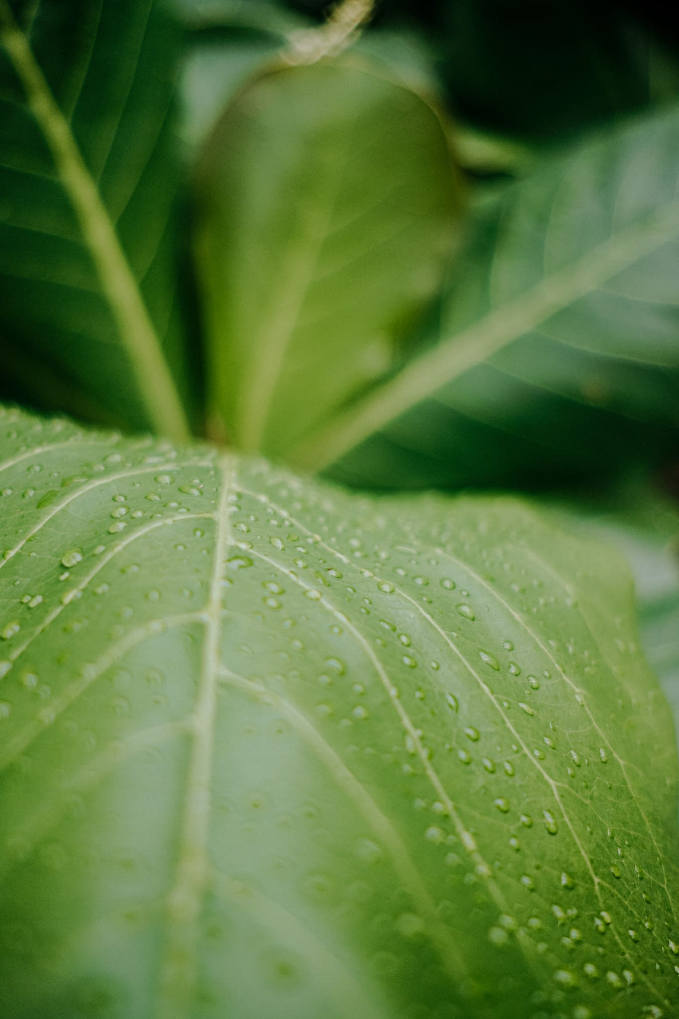 Détail de plante au Corcovado National park