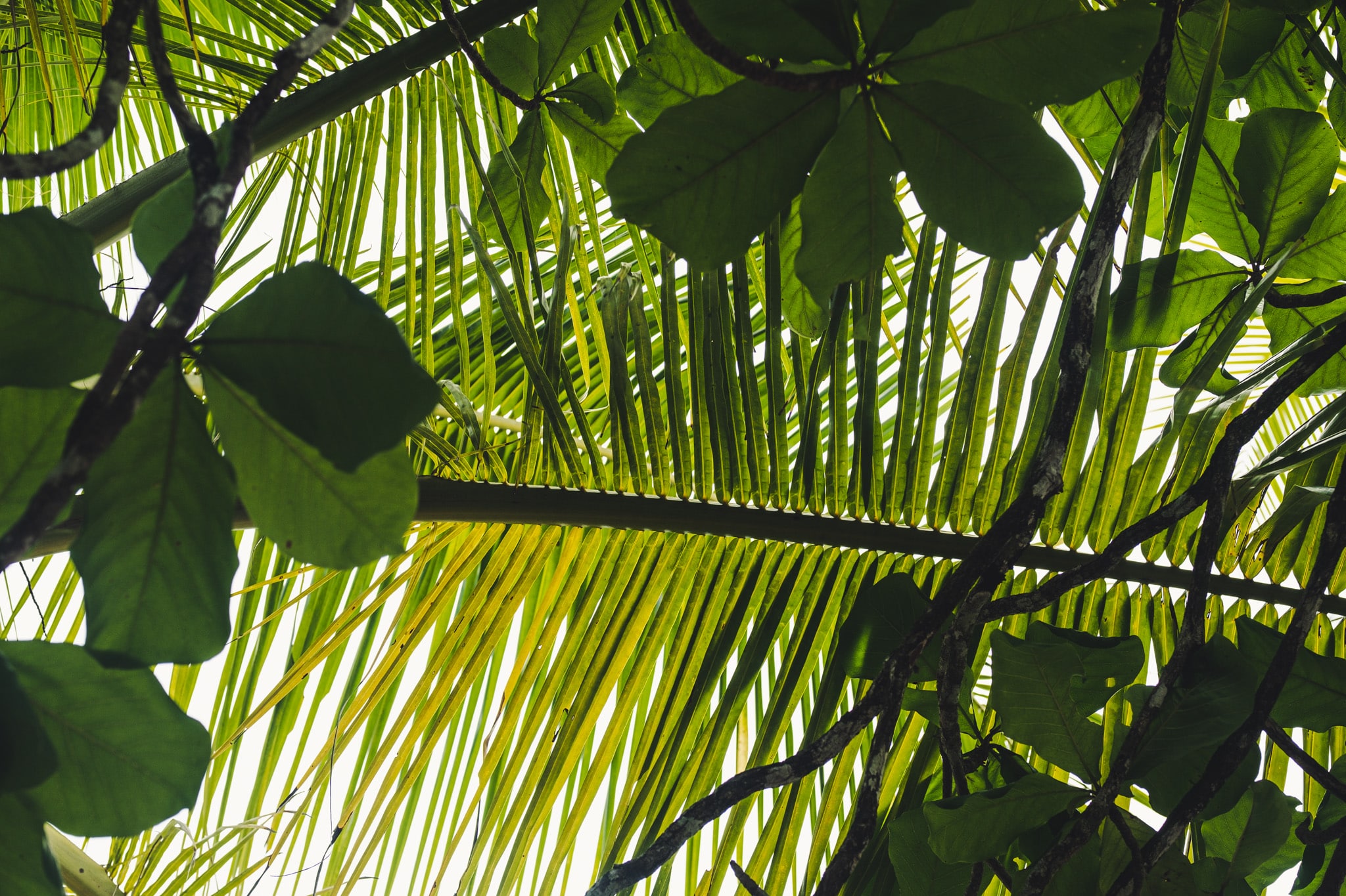 A l’abri de la pluie dans la jungle du Corcovado