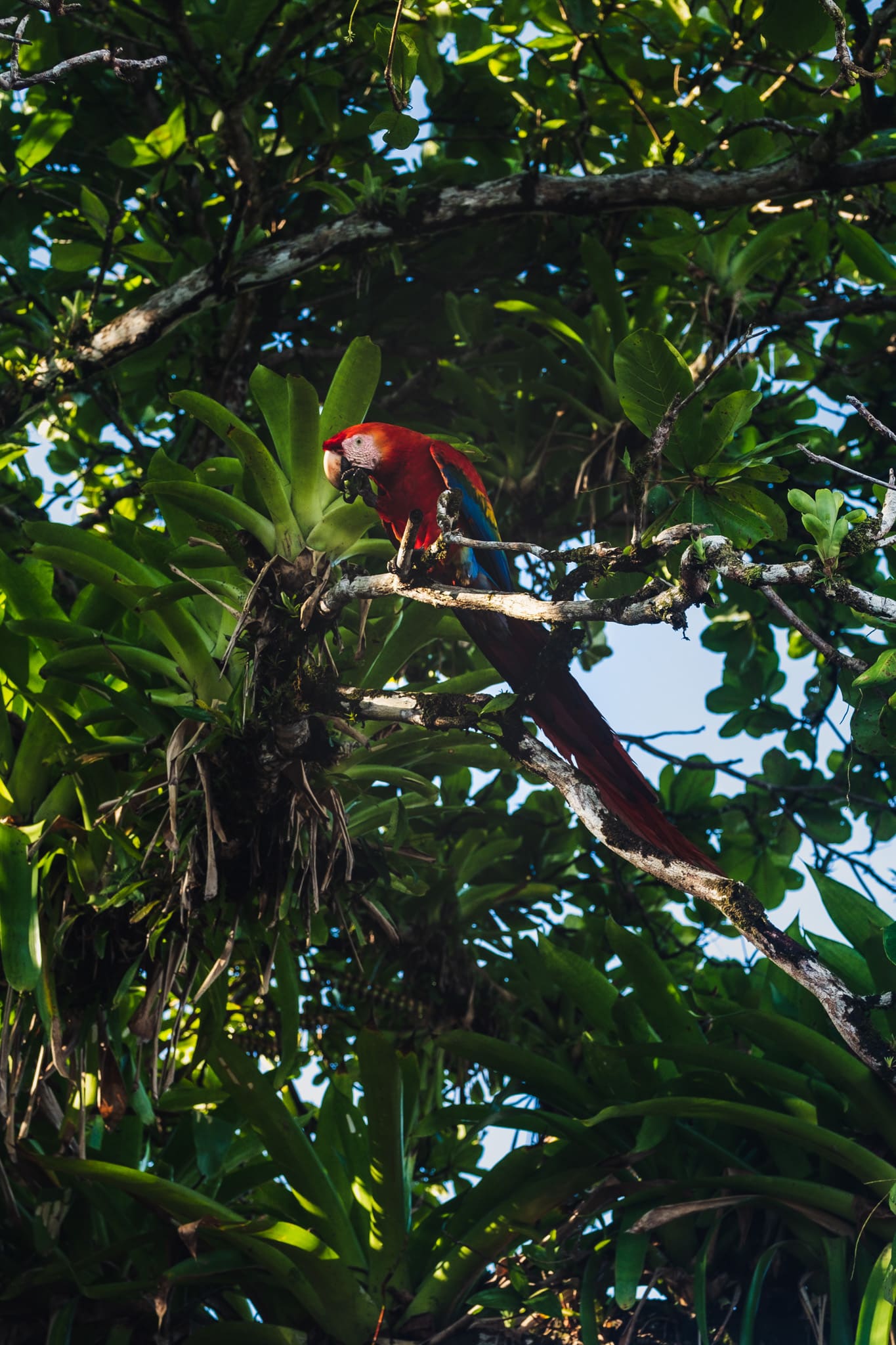 Magnifique ara ou Macao