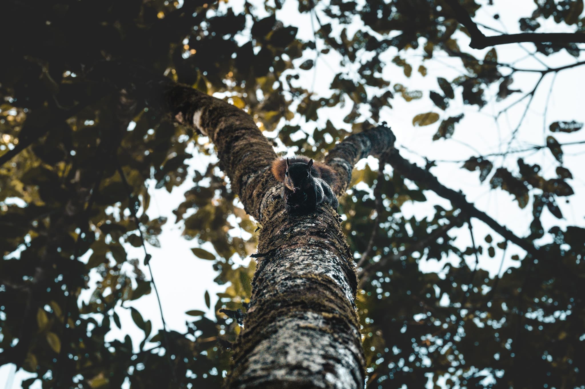 Un écureuil a Drake bay : que faire à Drake bay