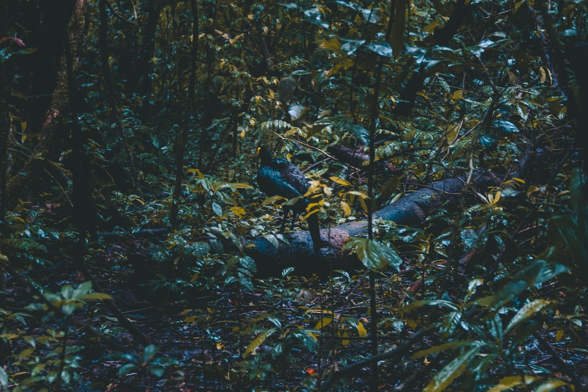 Grand hocco au Corcovado