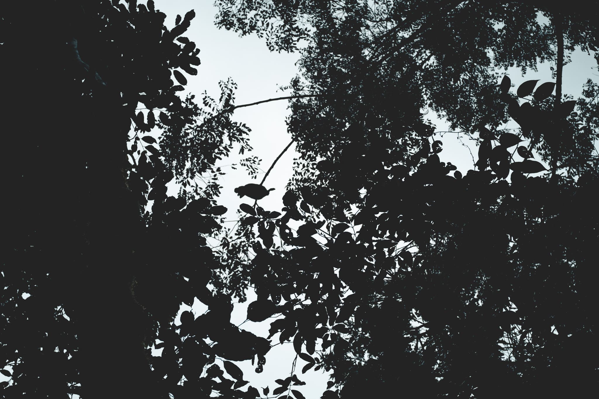 Dindon perché au Corcovado