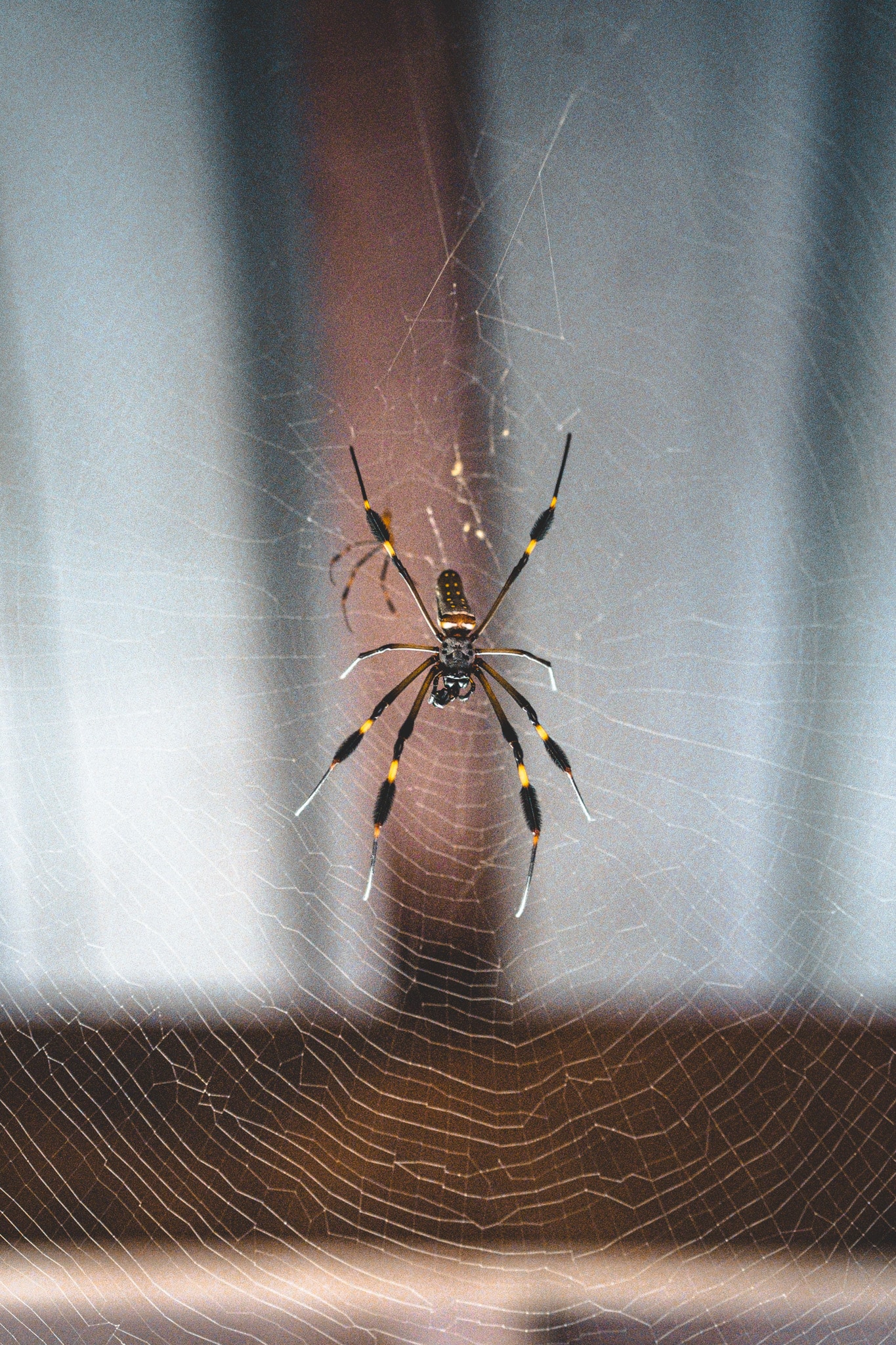 Araignée de bananier au Costa Rica