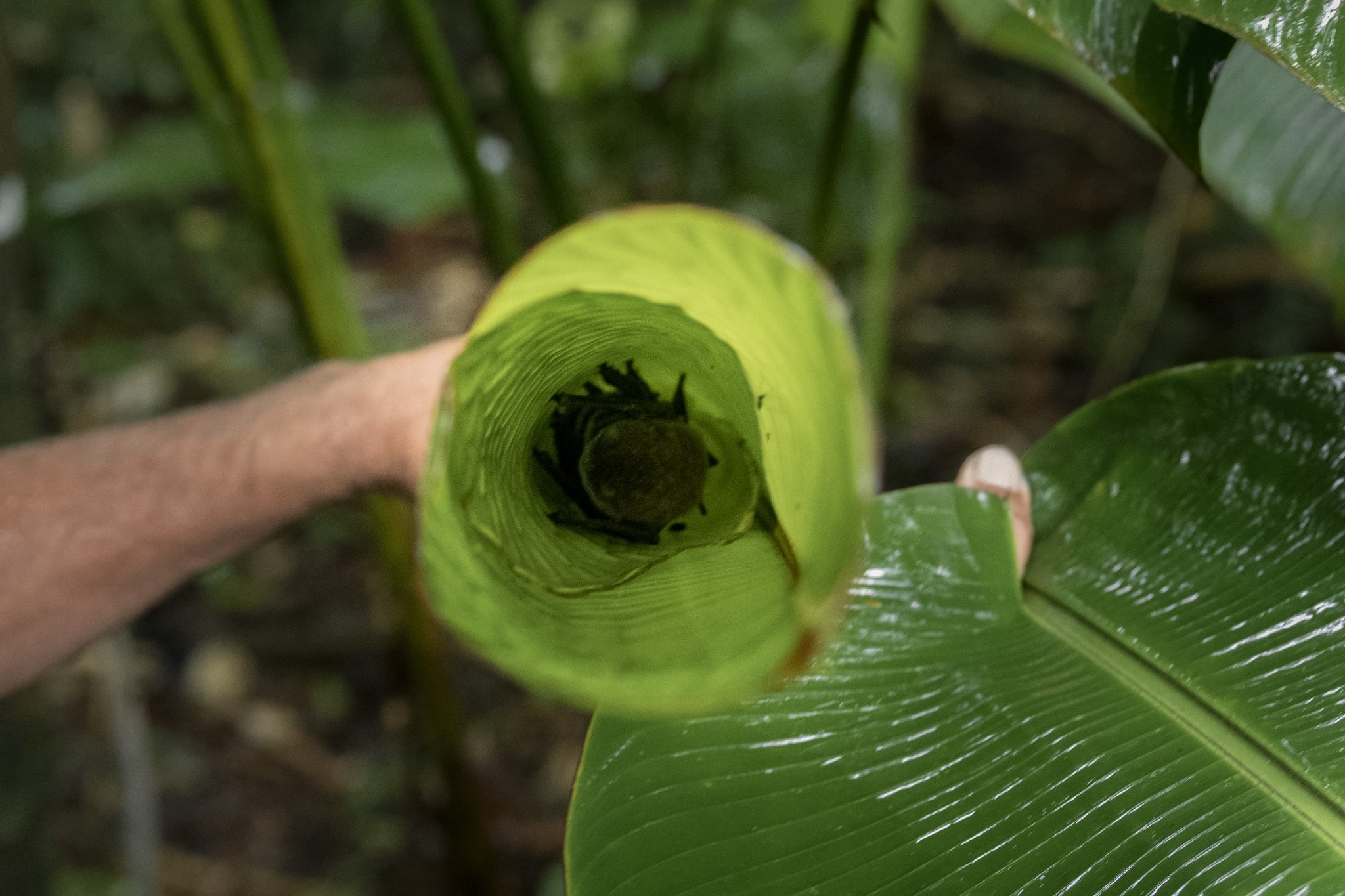 Chauve souris au Corcovado