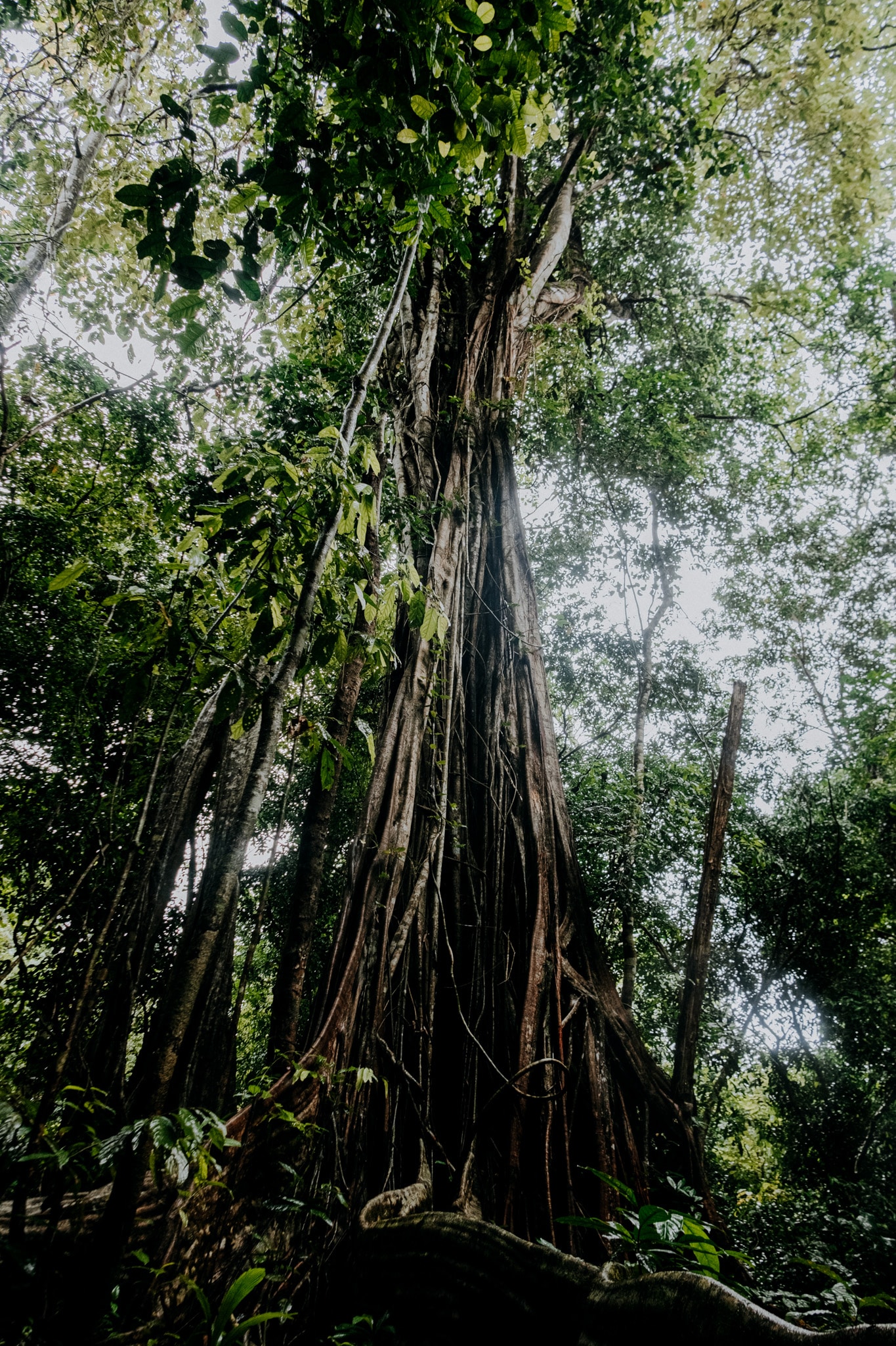 Immensité des ficus dans le parc