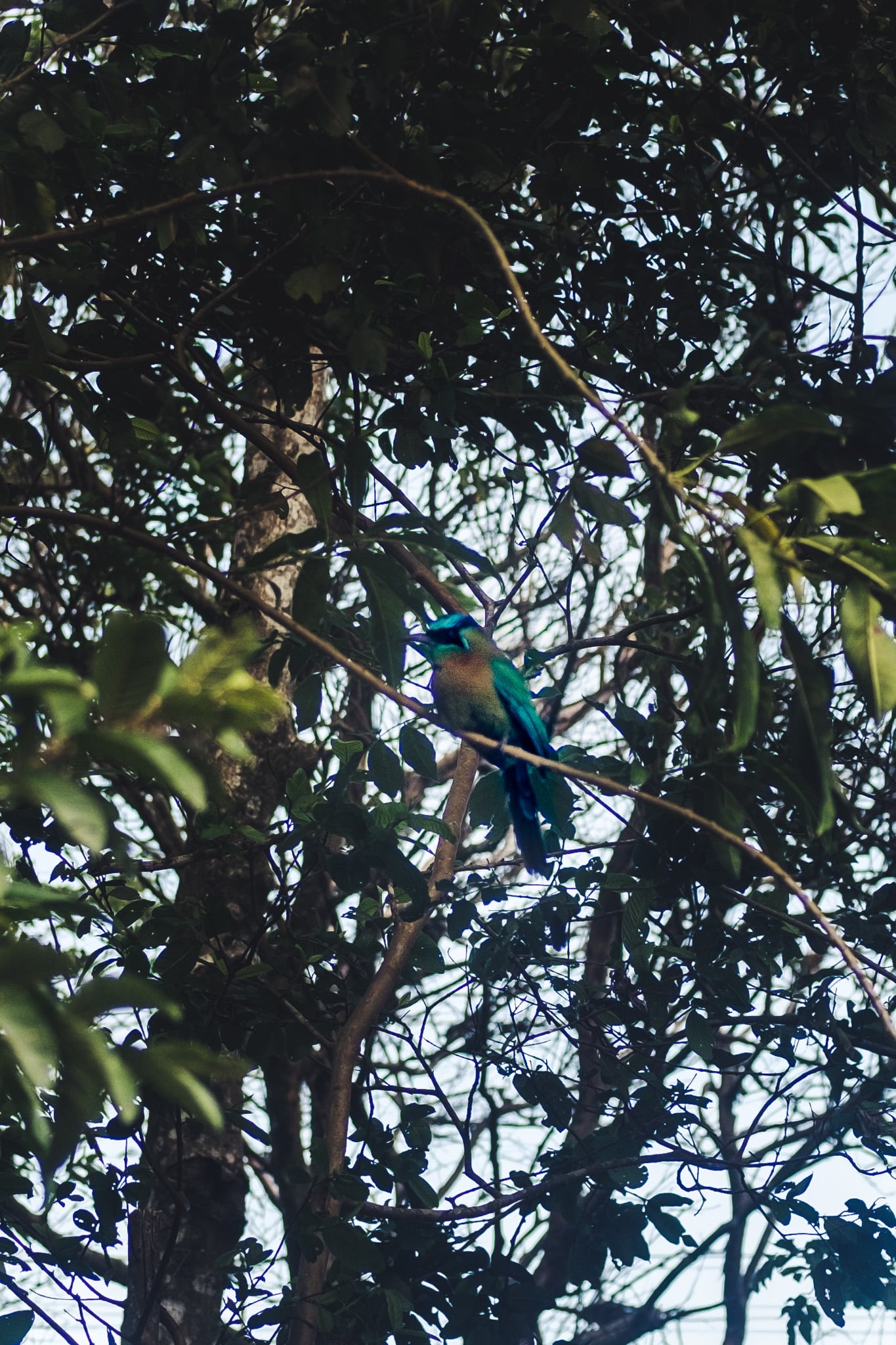 Mot mot santa elena cloud forest