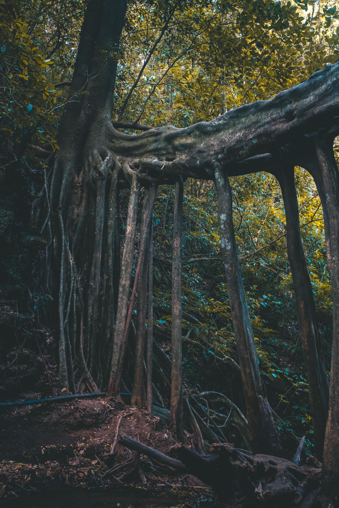 racine du ficus bridge