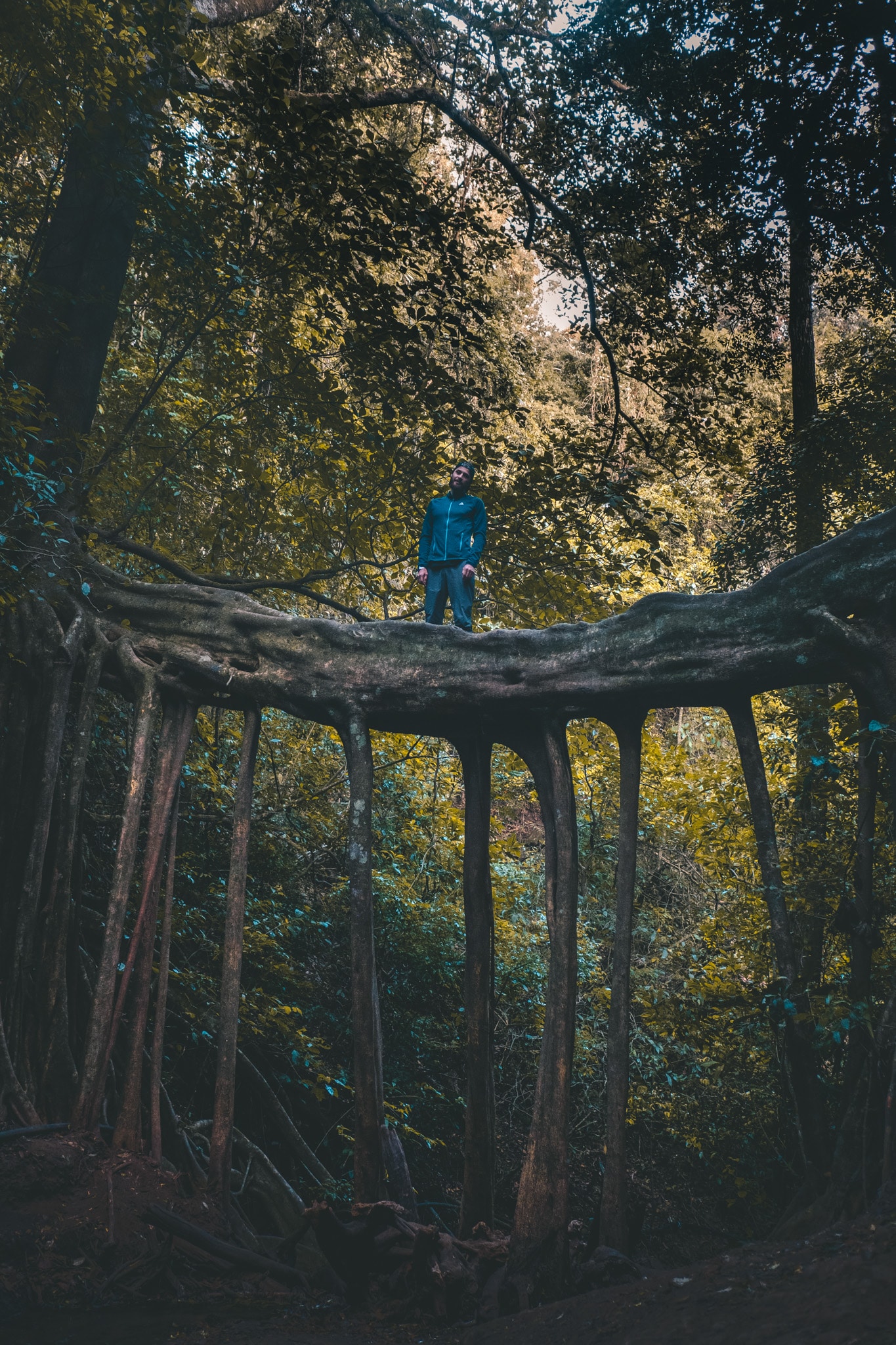 ficus bridge santa elena