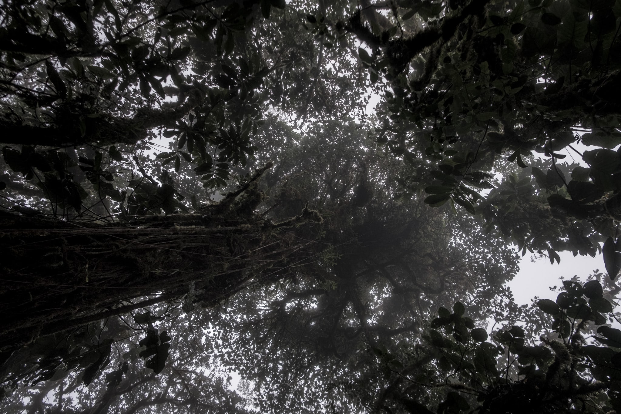 ficus tree immense à Santa Elena cloud forest