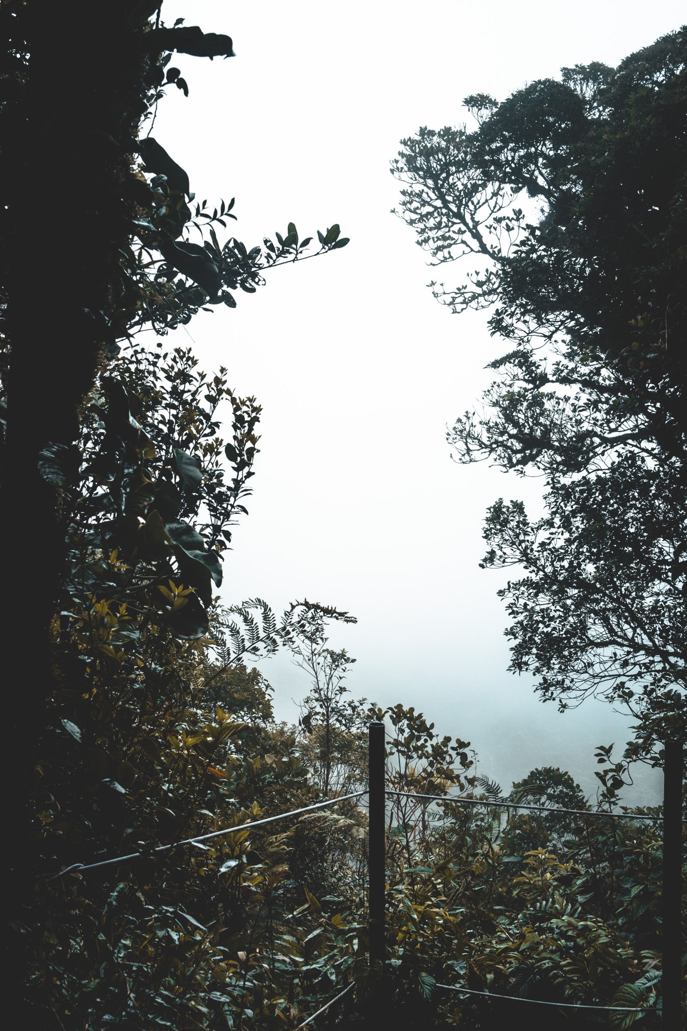 nuages à la foret de santa elena
