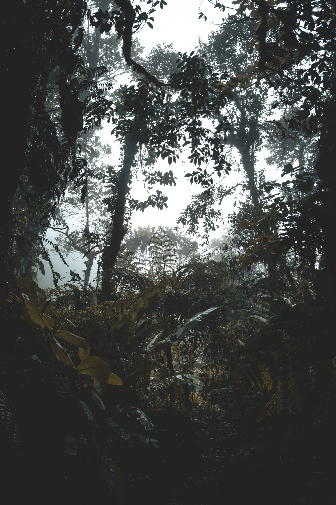 santa elena forest : que visiter à monteverde