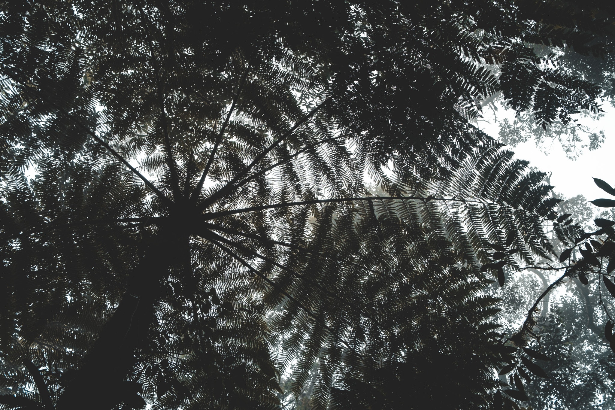 cloud forest Santa Elena