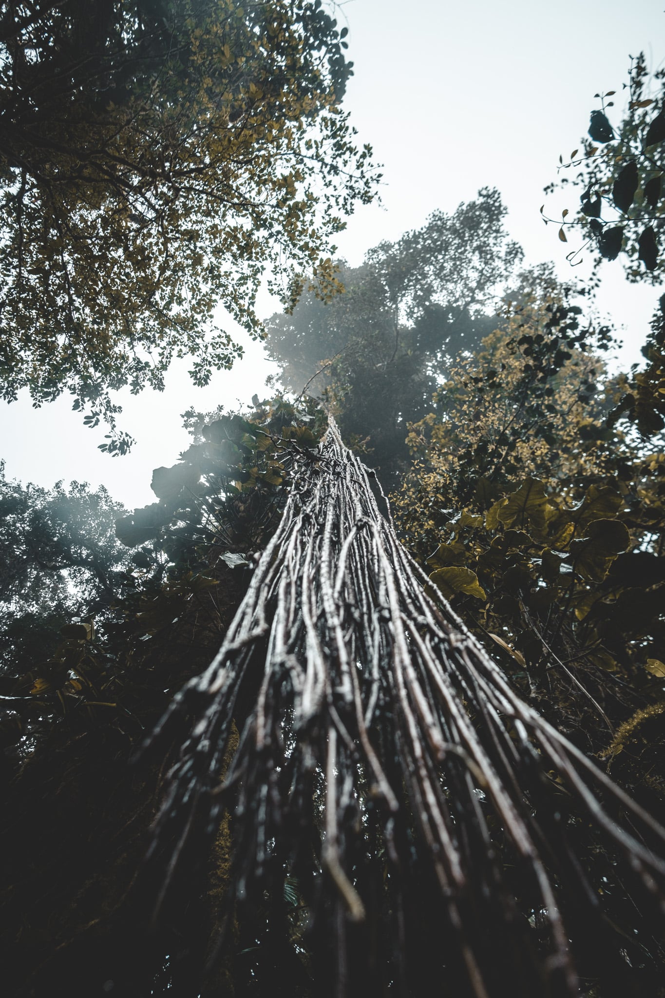 Lianes santa elena cloud forest