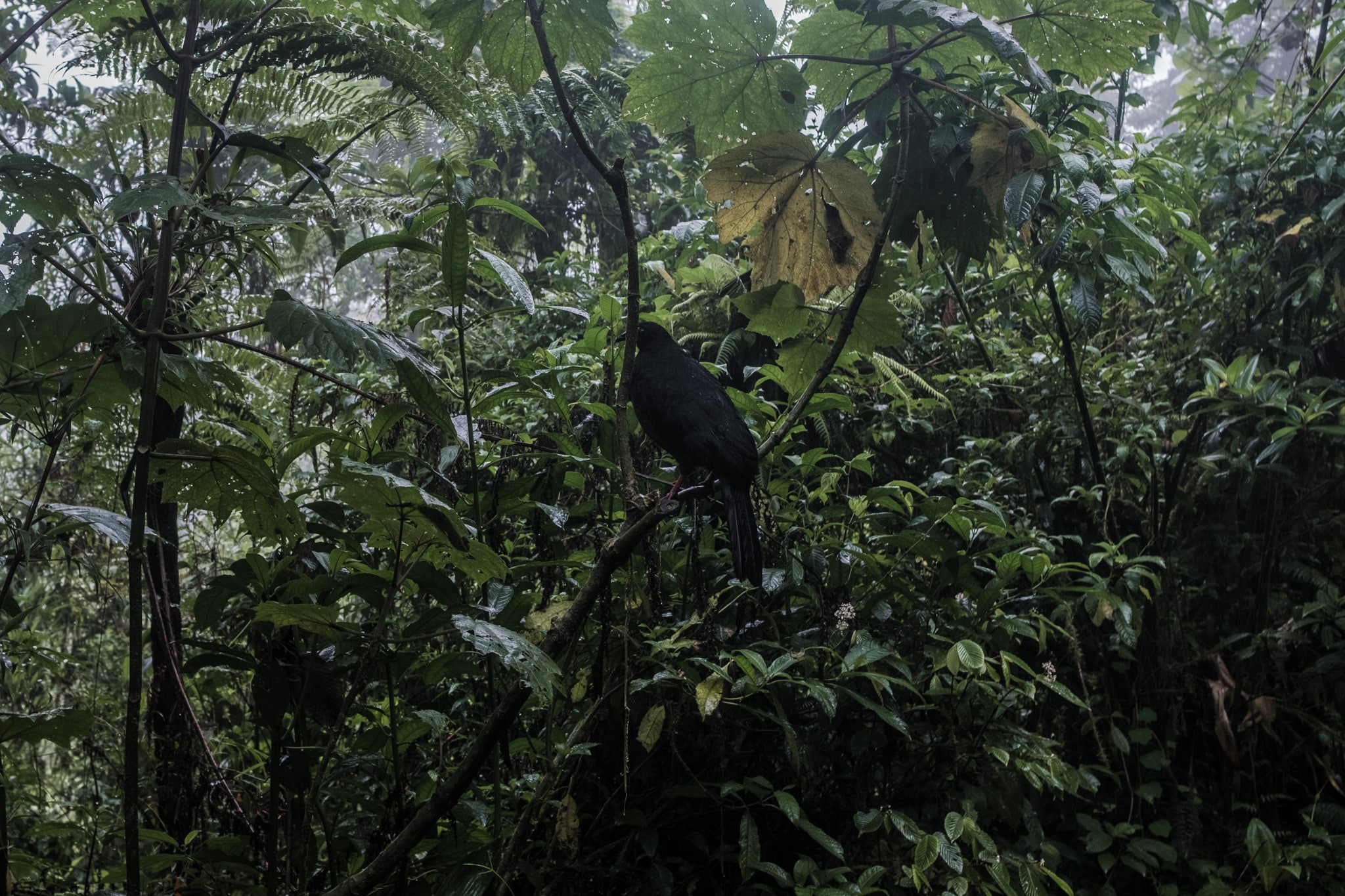 Dinde à Santa Elena à Monteverde