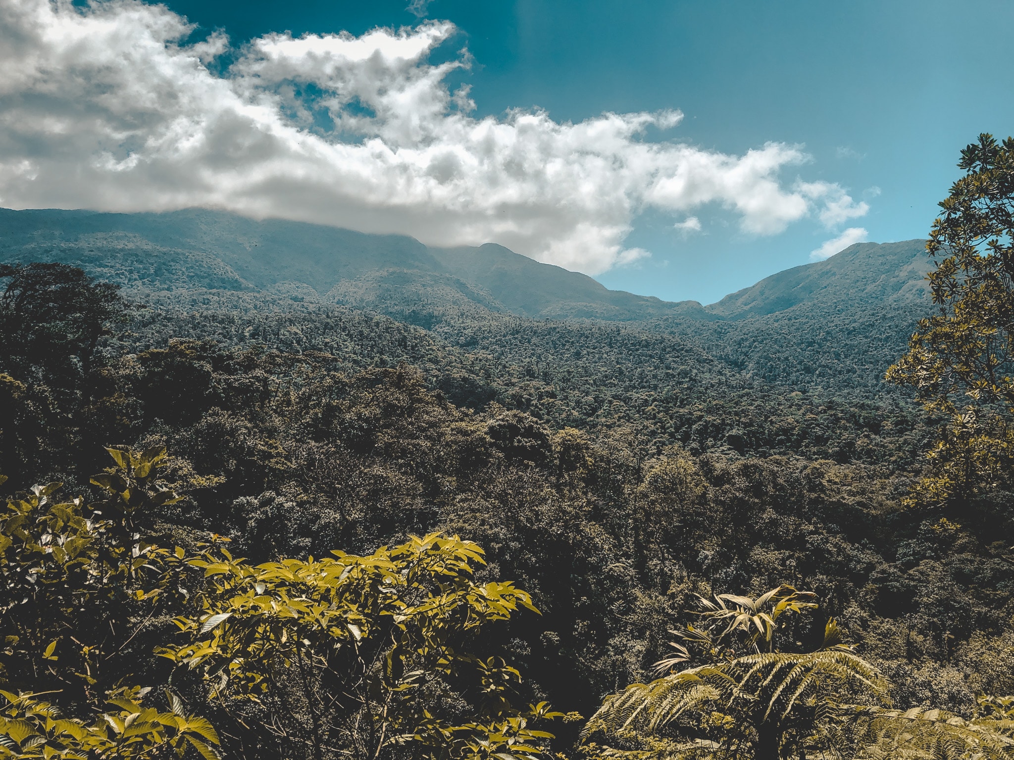 Zipline en plein milieu de la foret de santa Elena : à visiter à Monteverde
