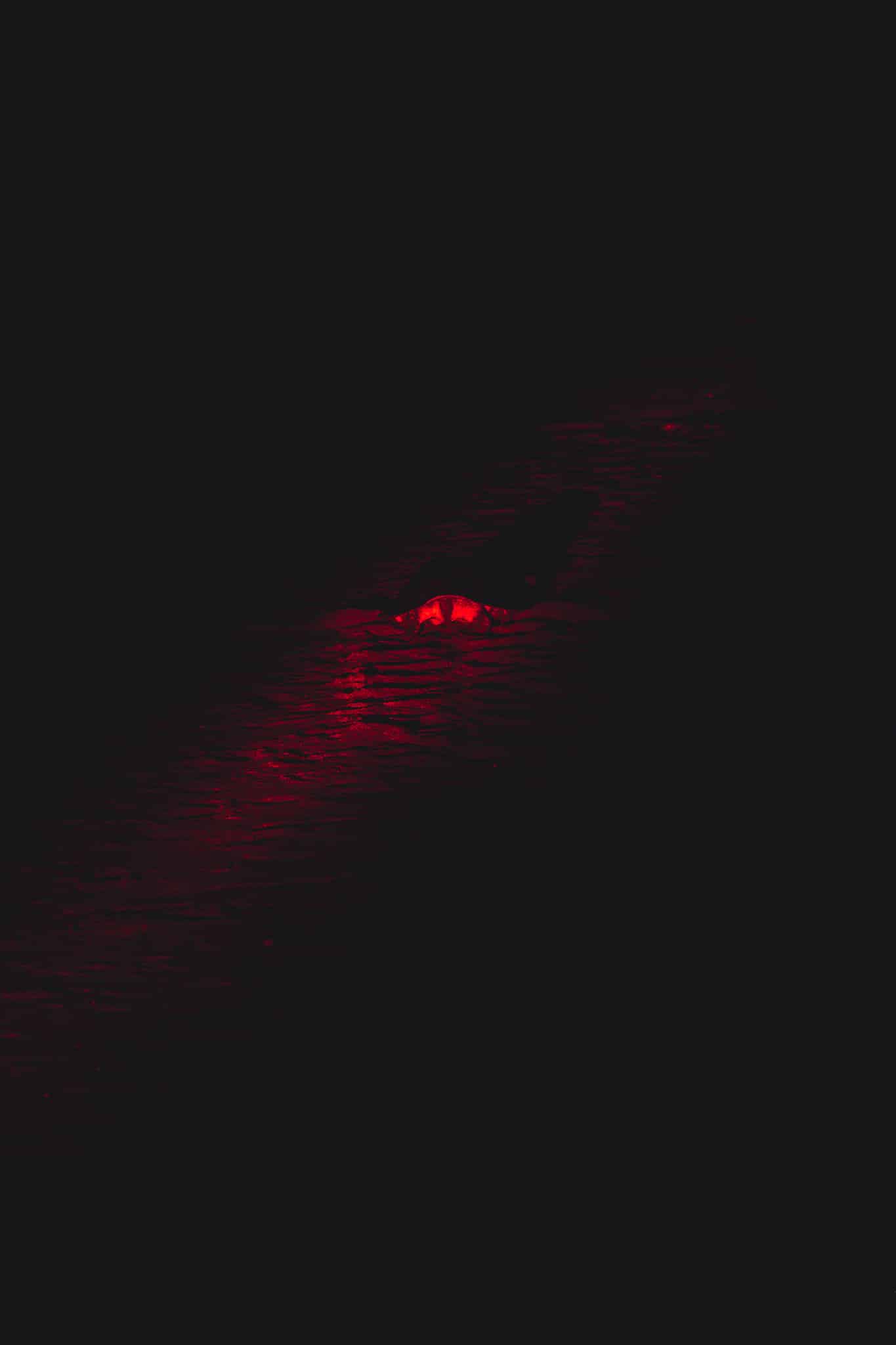 Tortues vertes à Samara