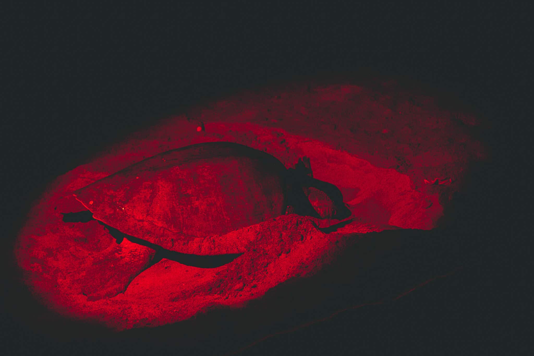 tortues en train de faire son nid