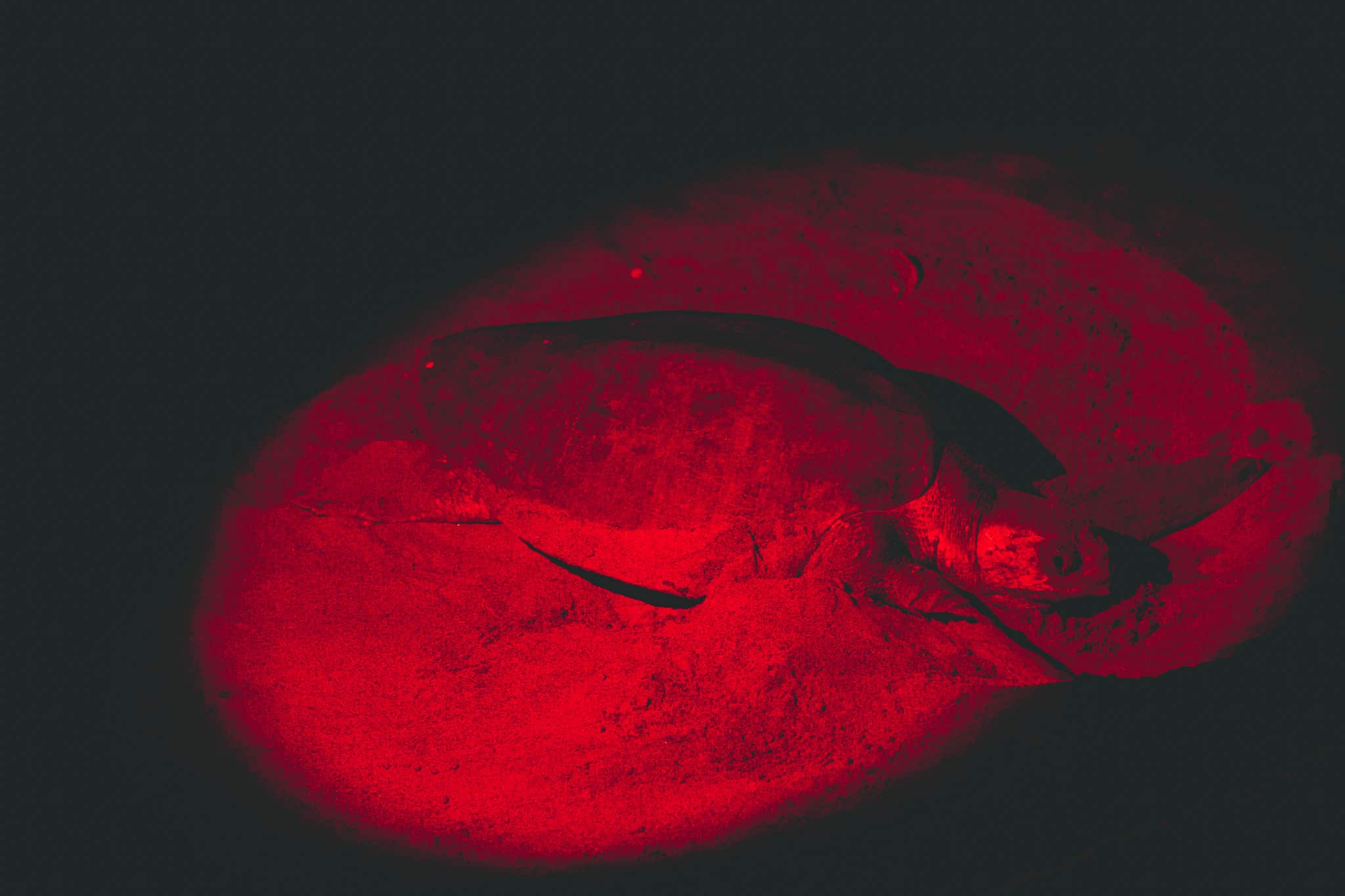 tortues en nidaison à samara costa rica