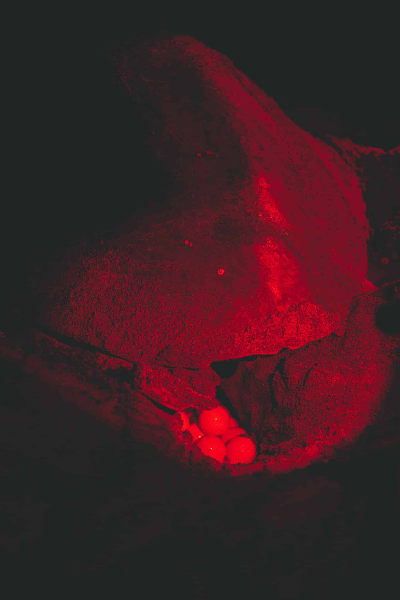 ponte d'une tortues au costa rica