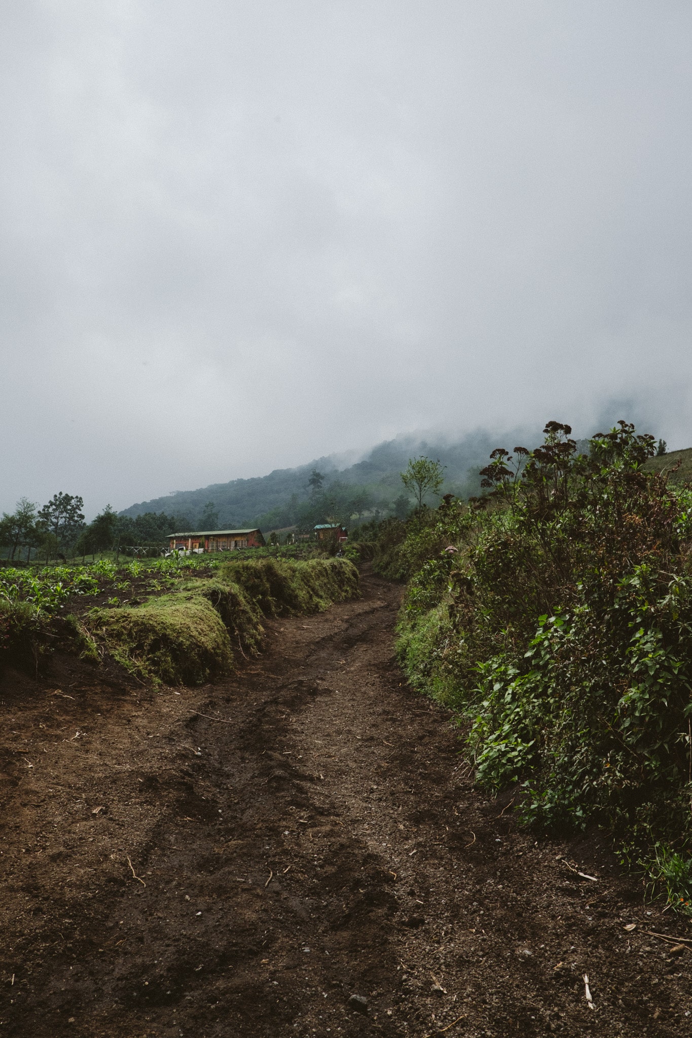 champ de mais acatenango
