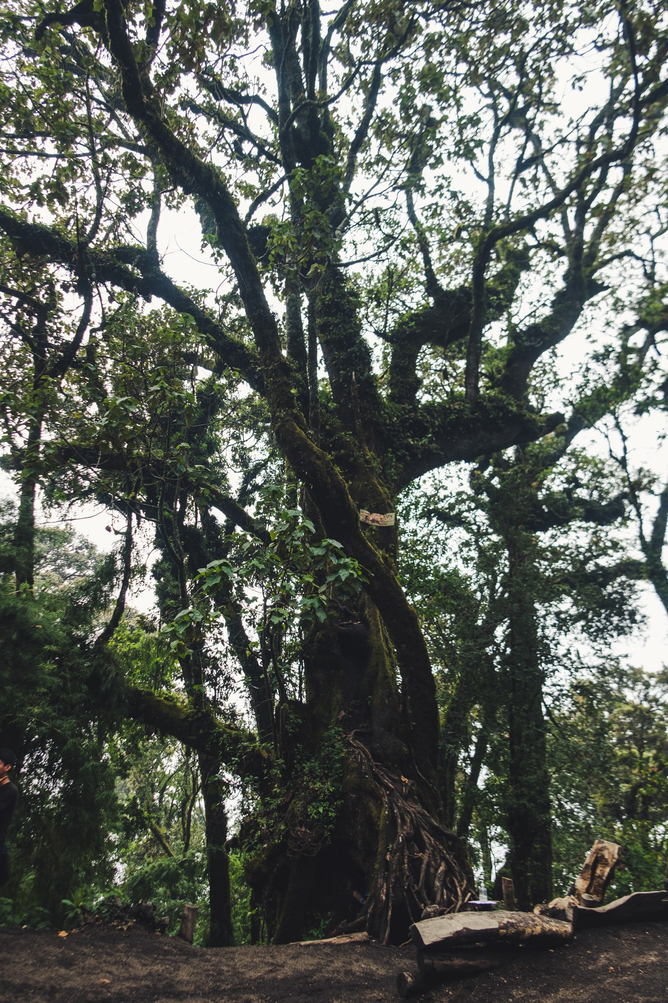 le plus vieil arbre du parc