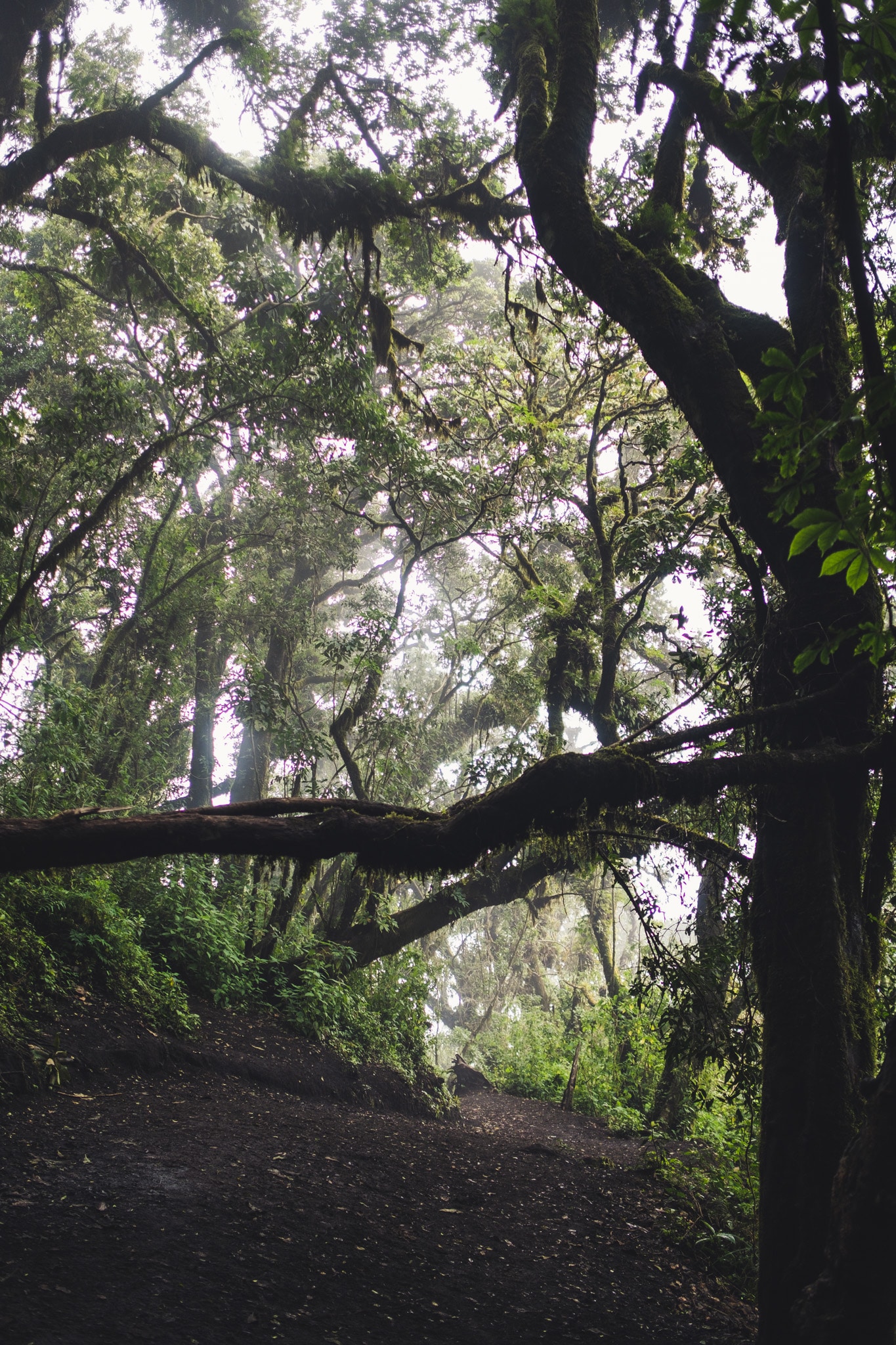 la cloud forest volcan