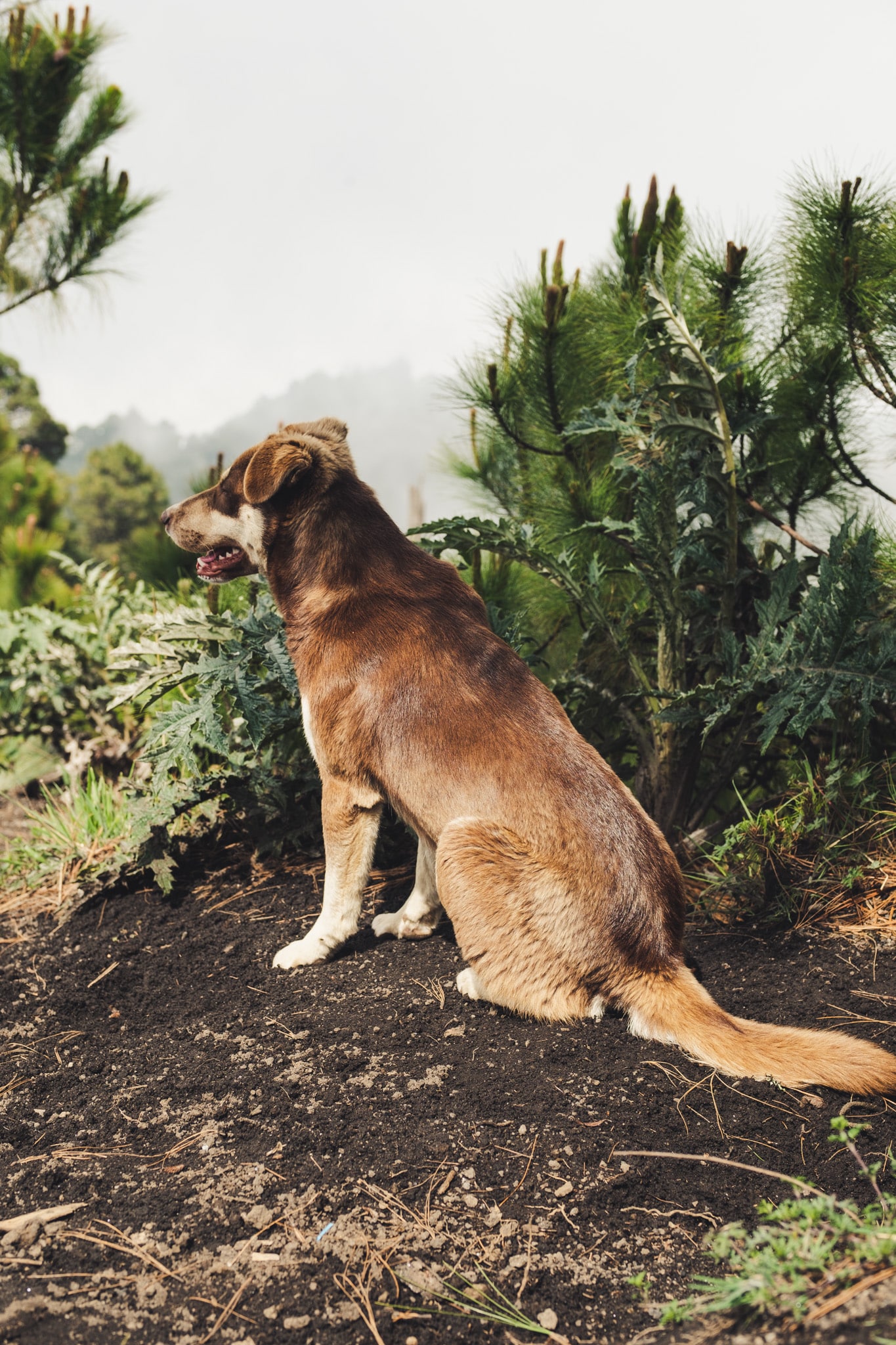 chien qui nous suit pendant l'ascenscion