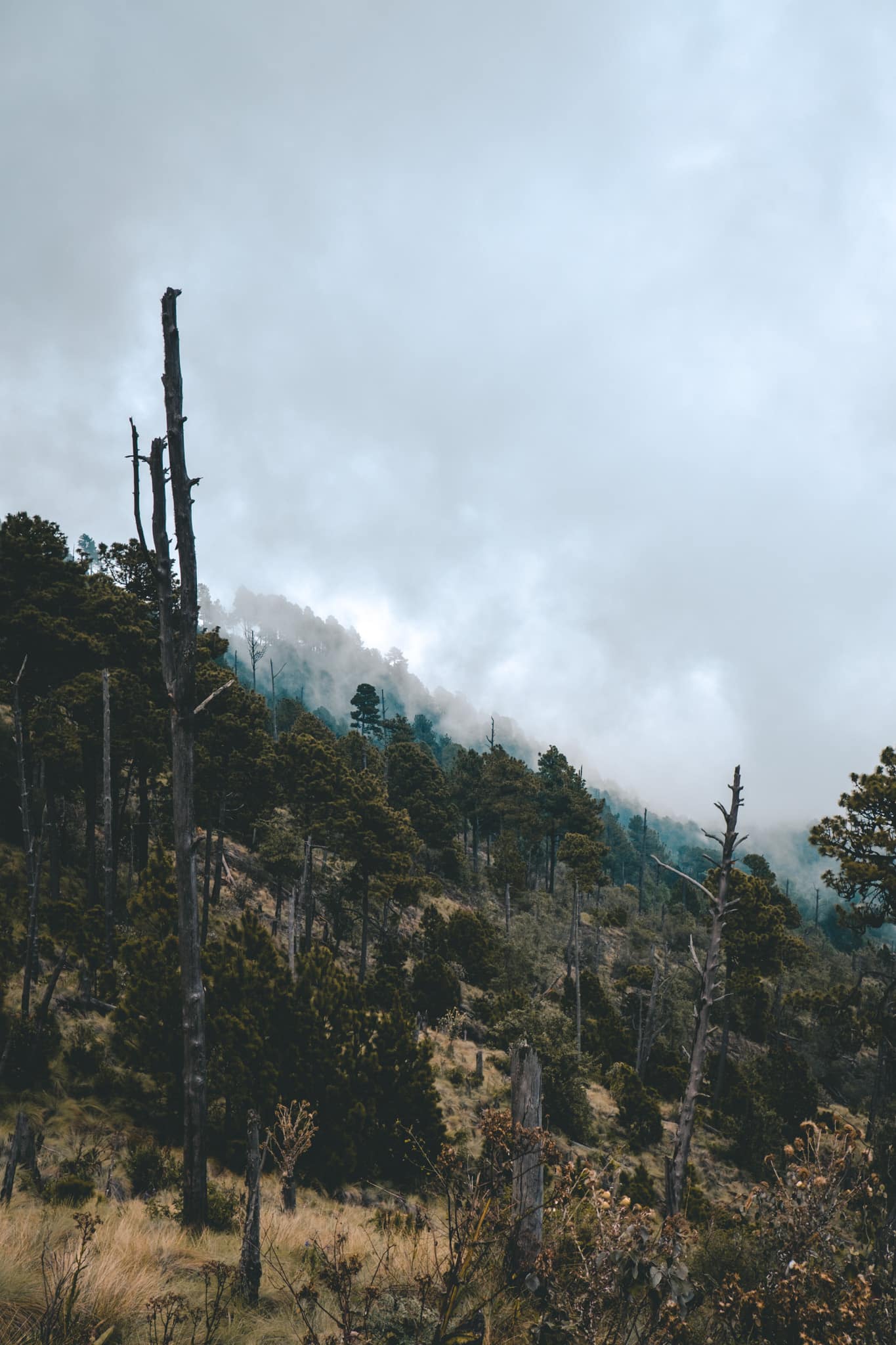 arbres mangés par les chenilles