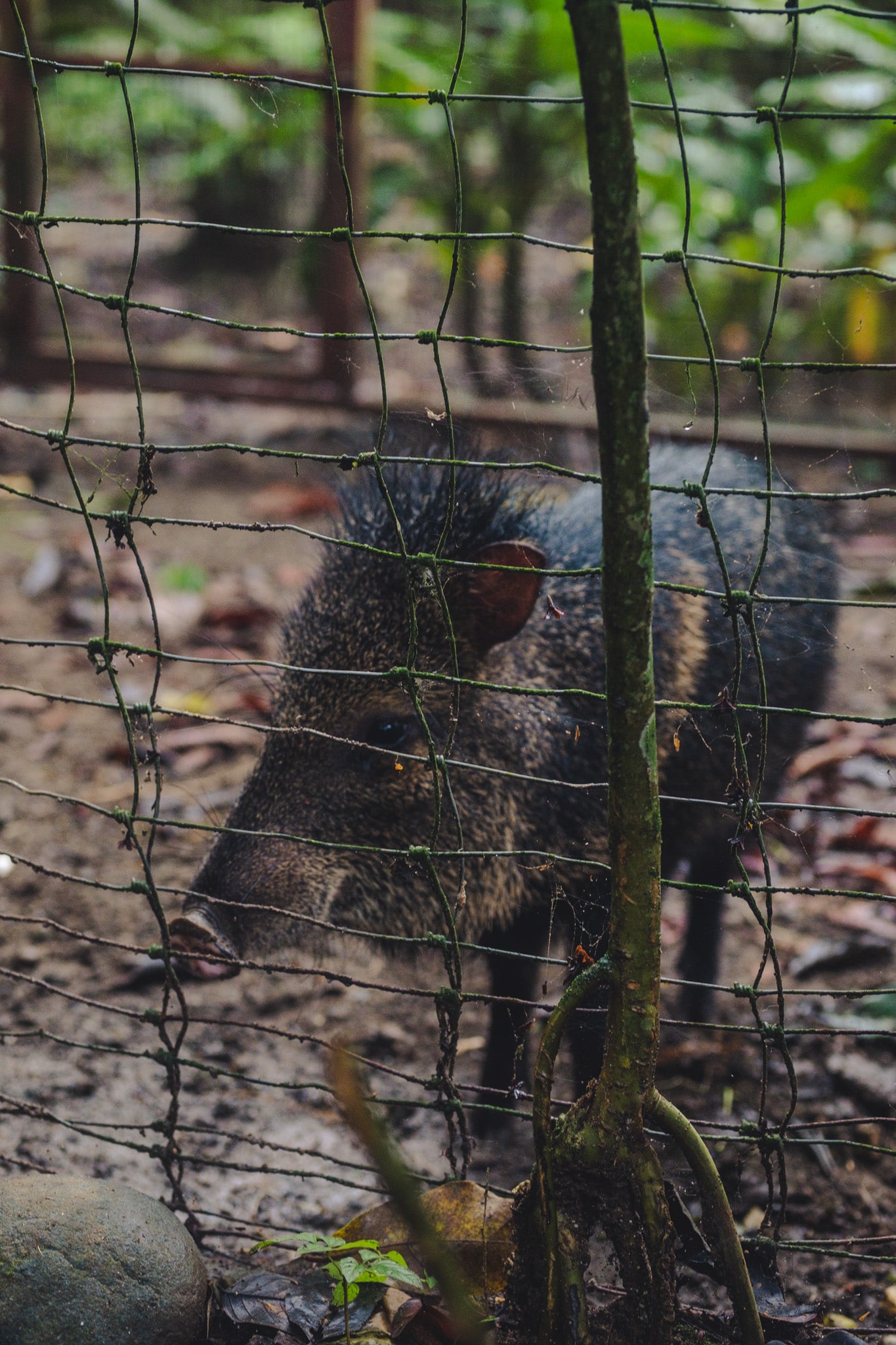 Pecari costa rica caraibes