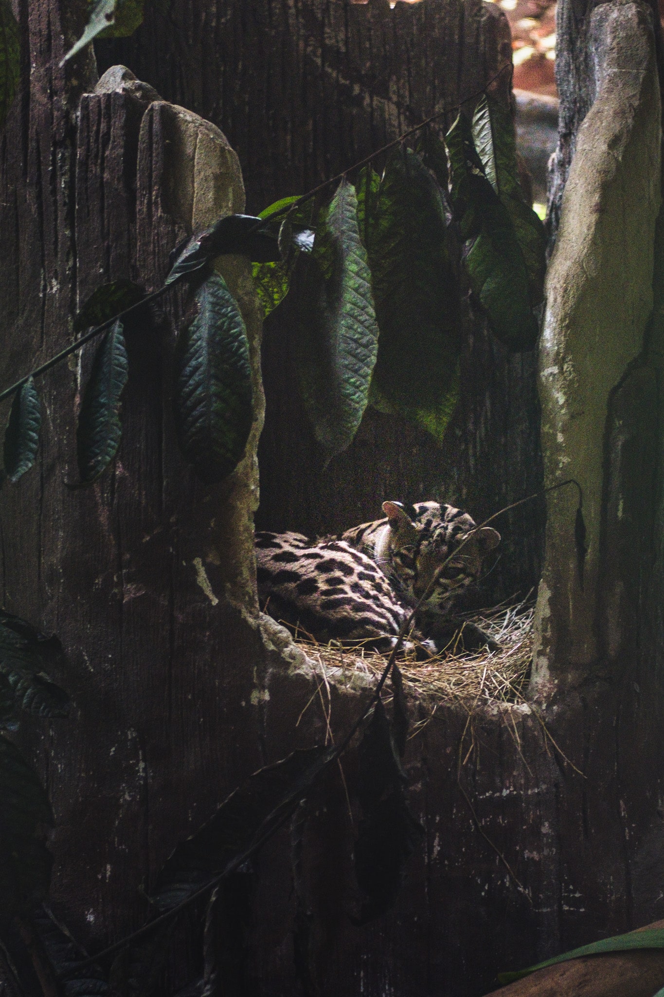 jaguar rescue center jaguar