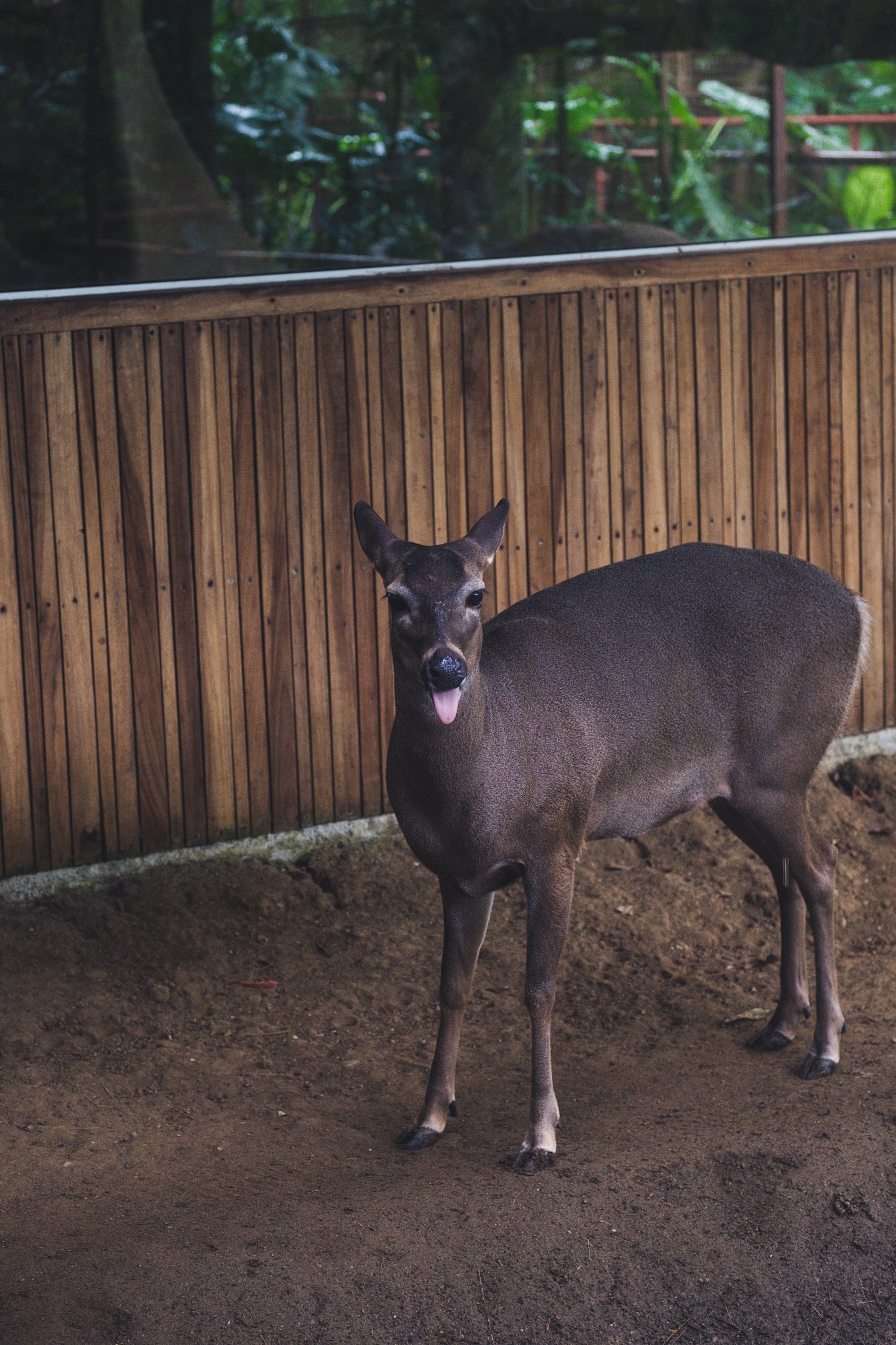 biche nationale costa rica
