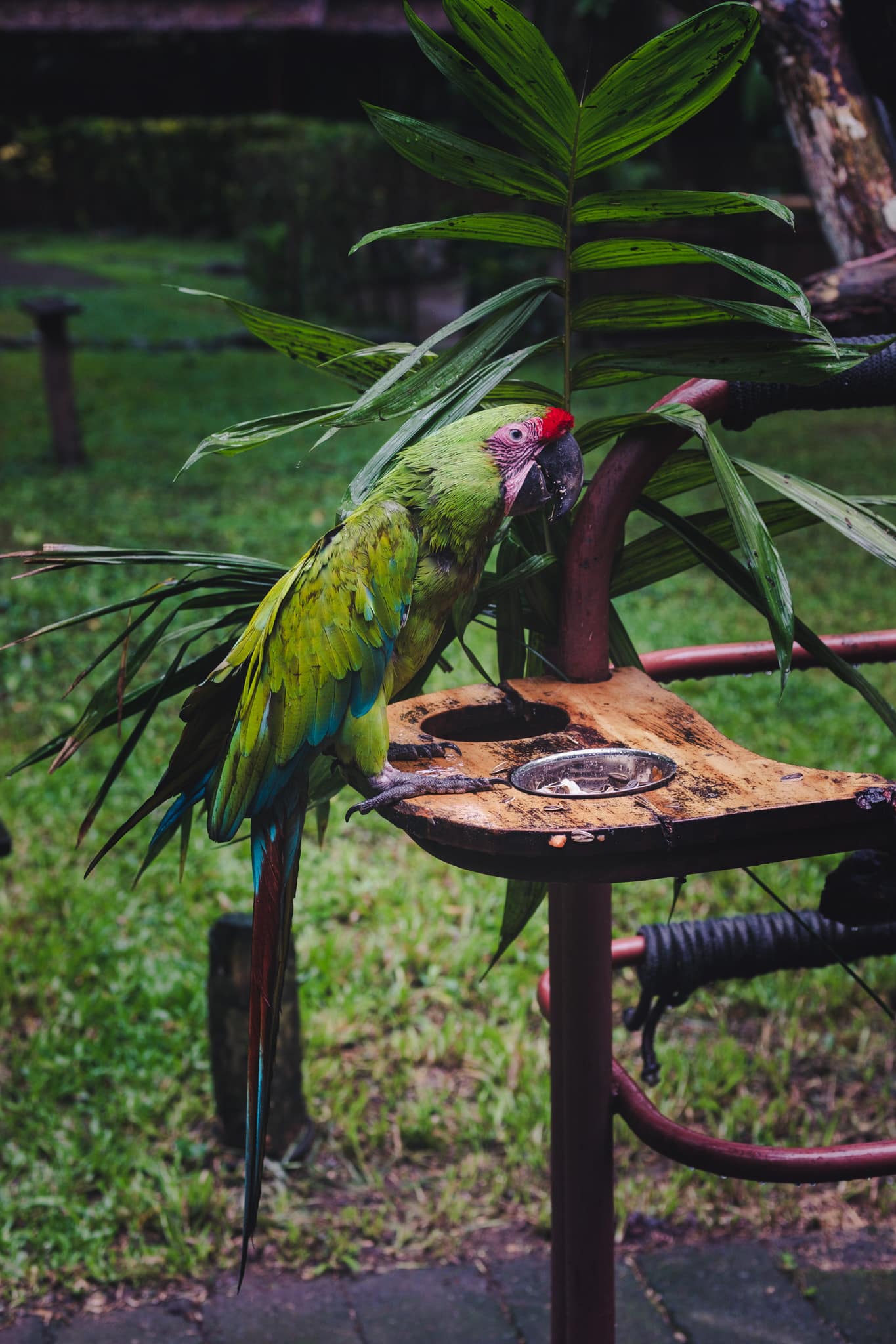 Macao vert du costa rica