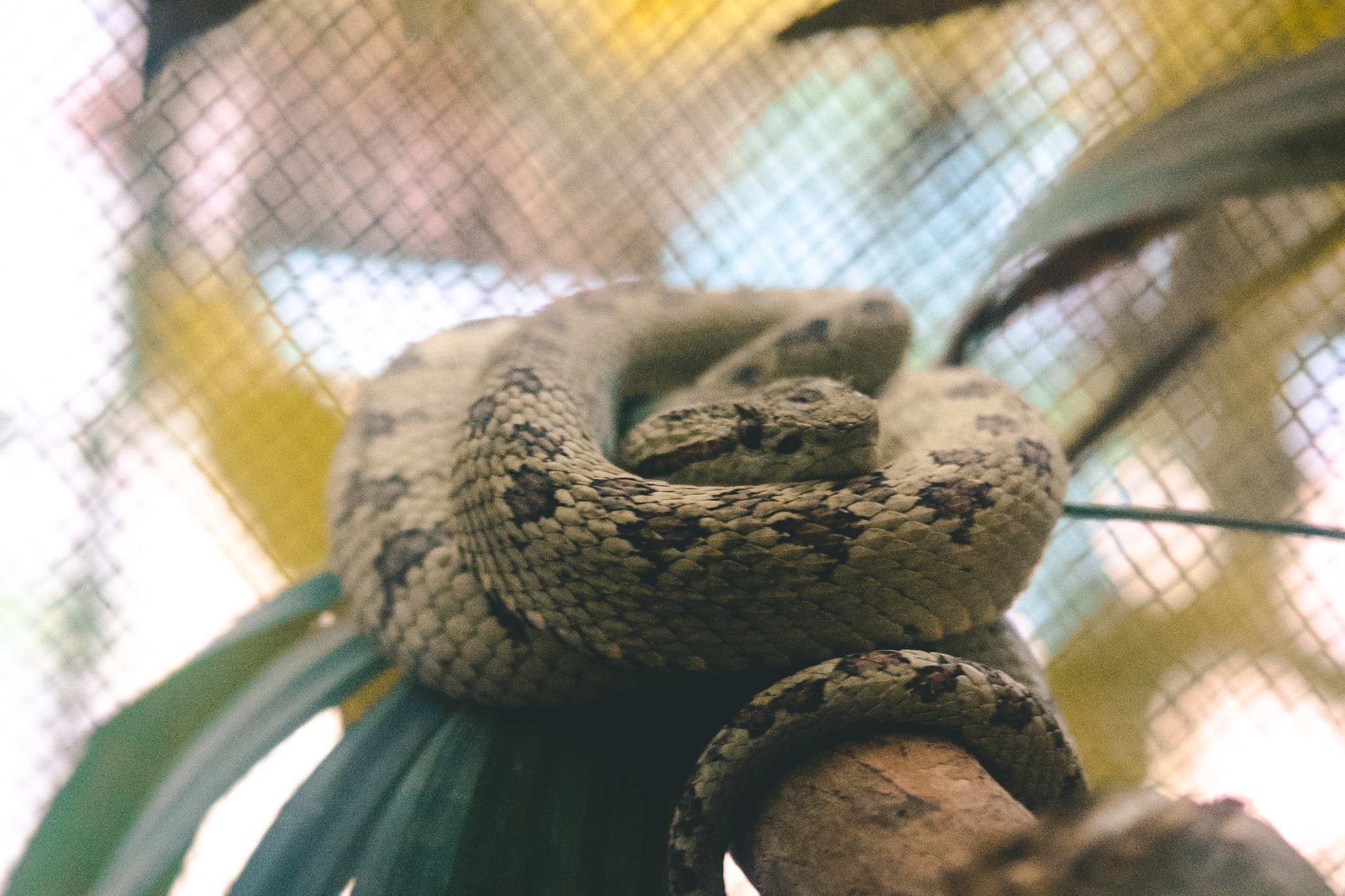 viper eyelash jaguar rescue center